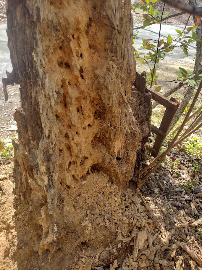 This is an old tree stump that has started to decay near the house, are