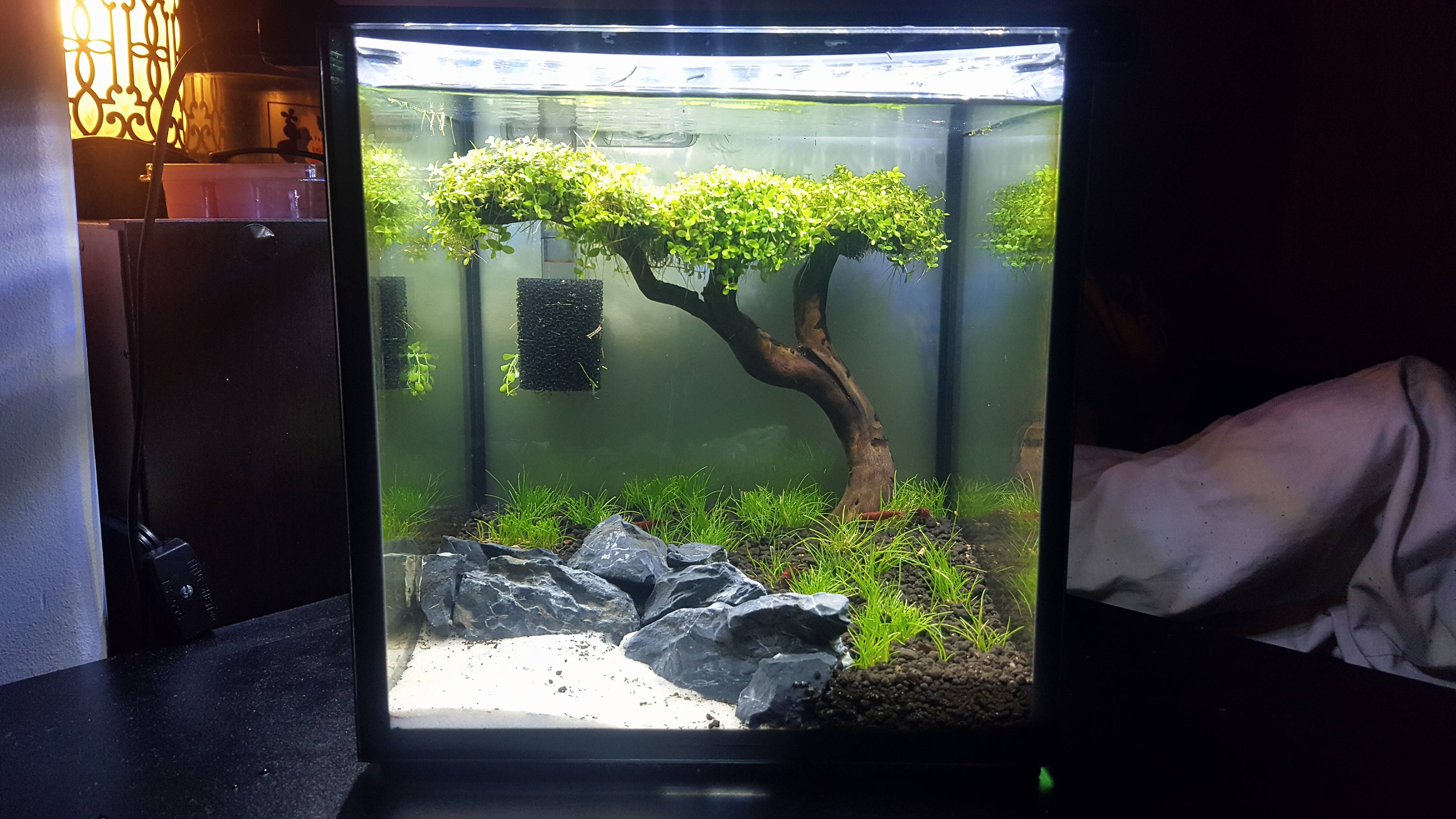 2 gallon shrimp tank r/Aquariums