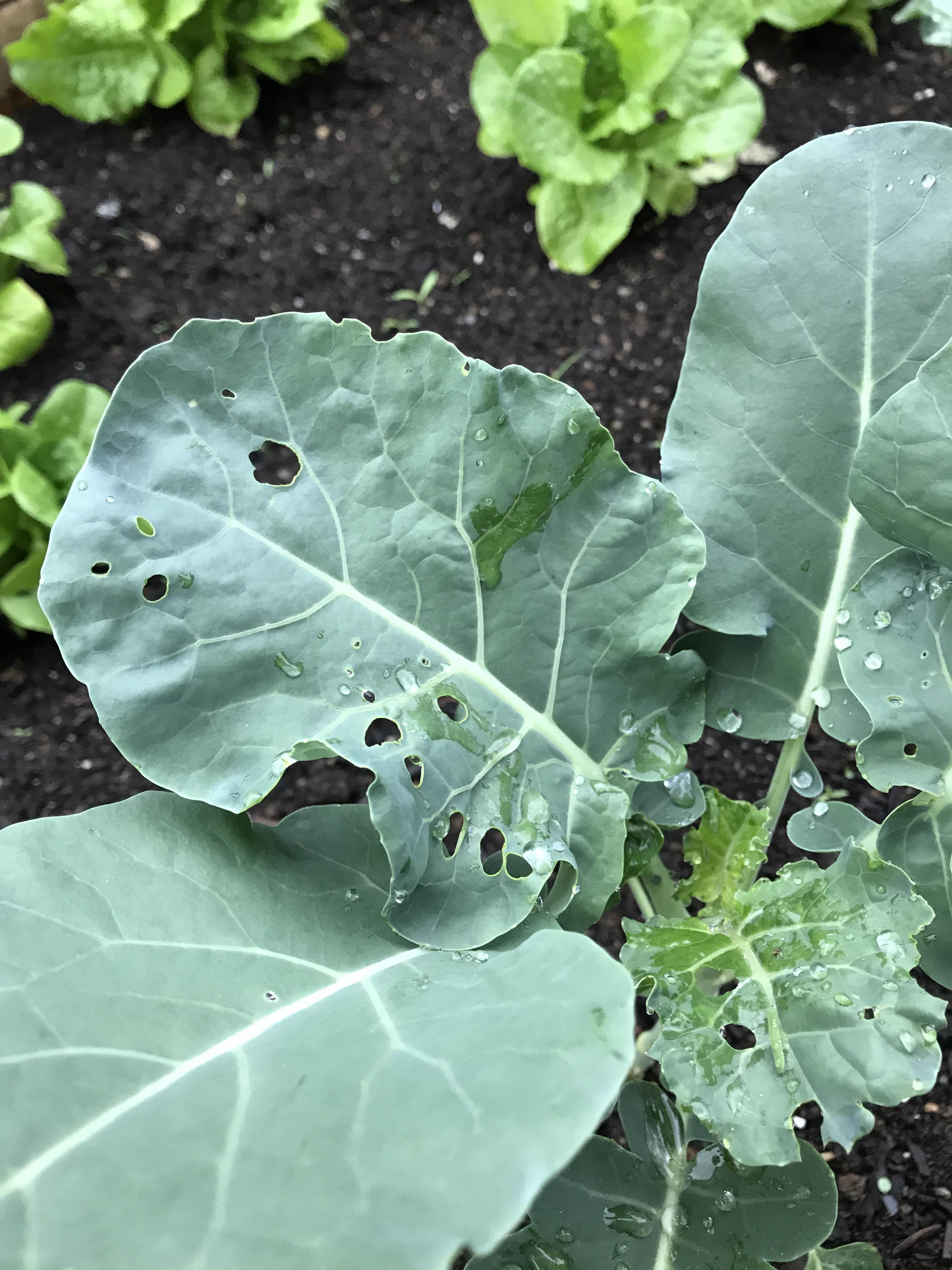 What’s chomping on my broccoli? Slugs? r/gardening