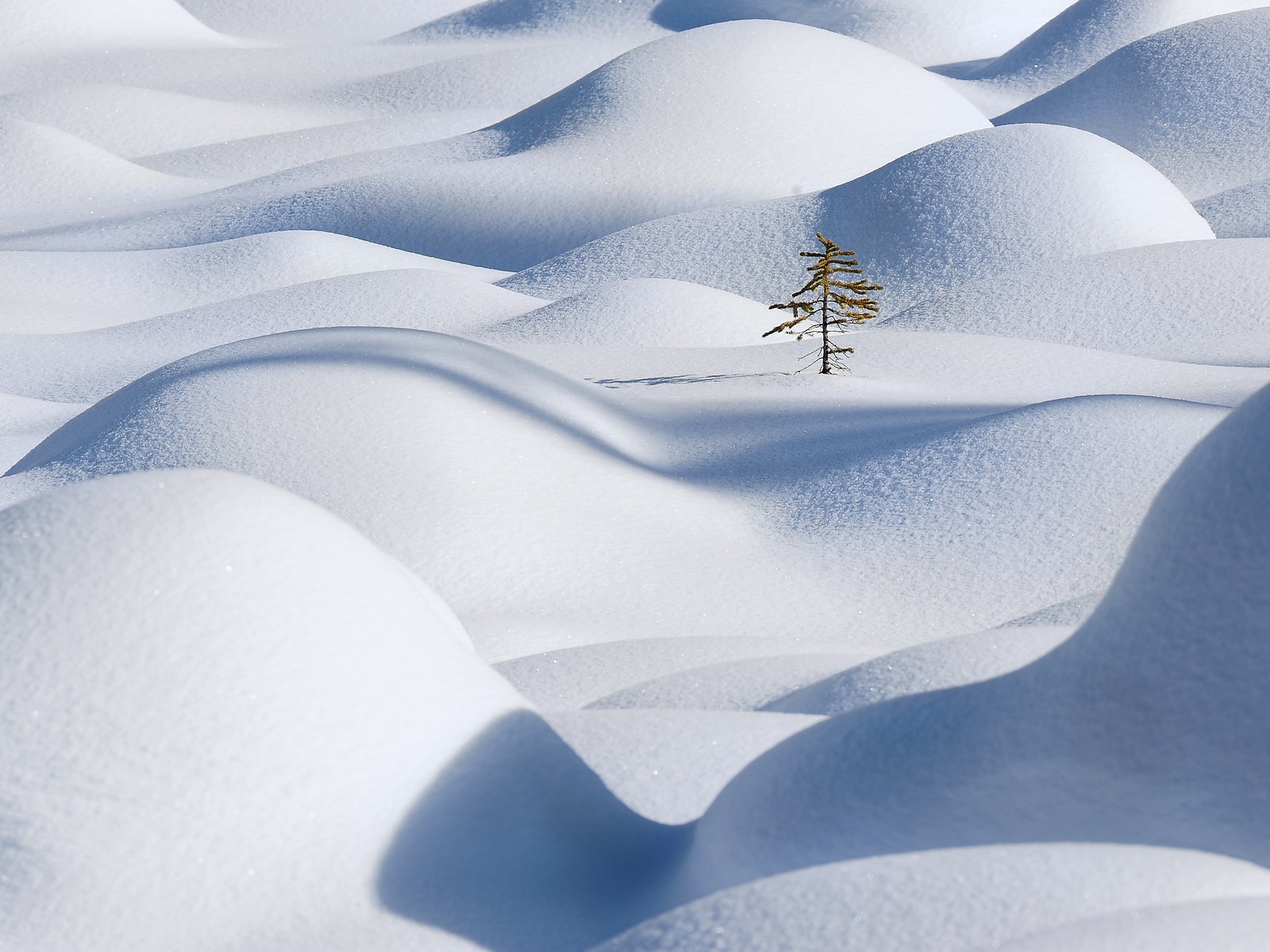 Lone tree in the snow waves of Jasper National Park Alberta, Canada