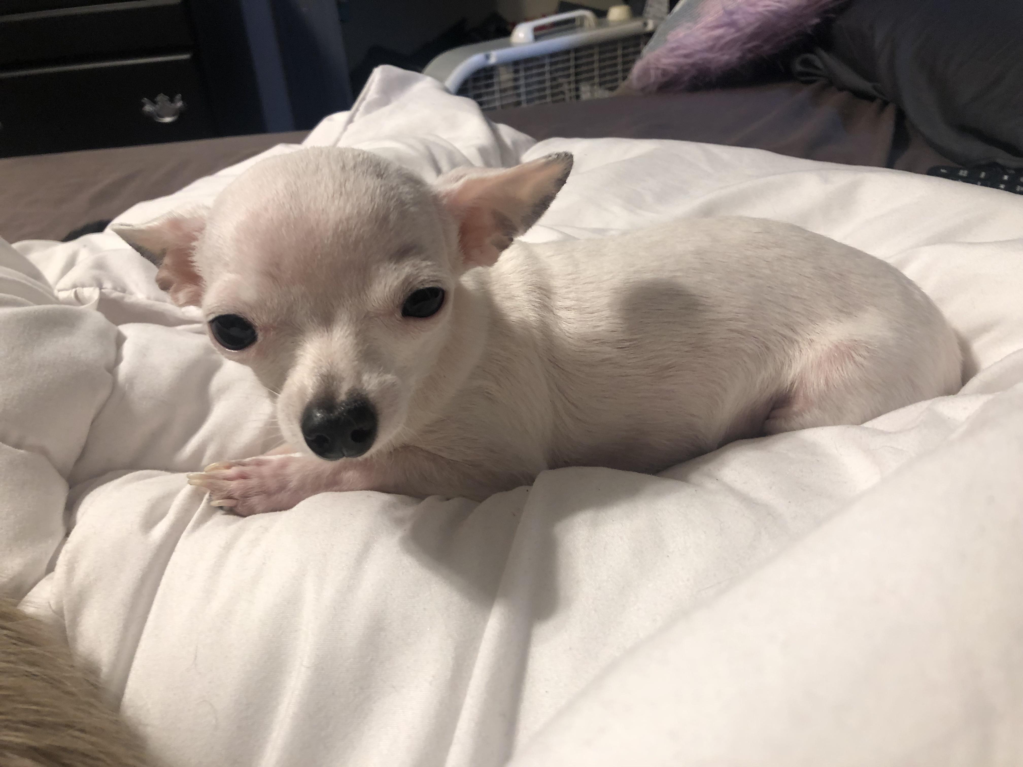 A rare glimpse of the burrowing chihuahua, Rat r/Chihuahua