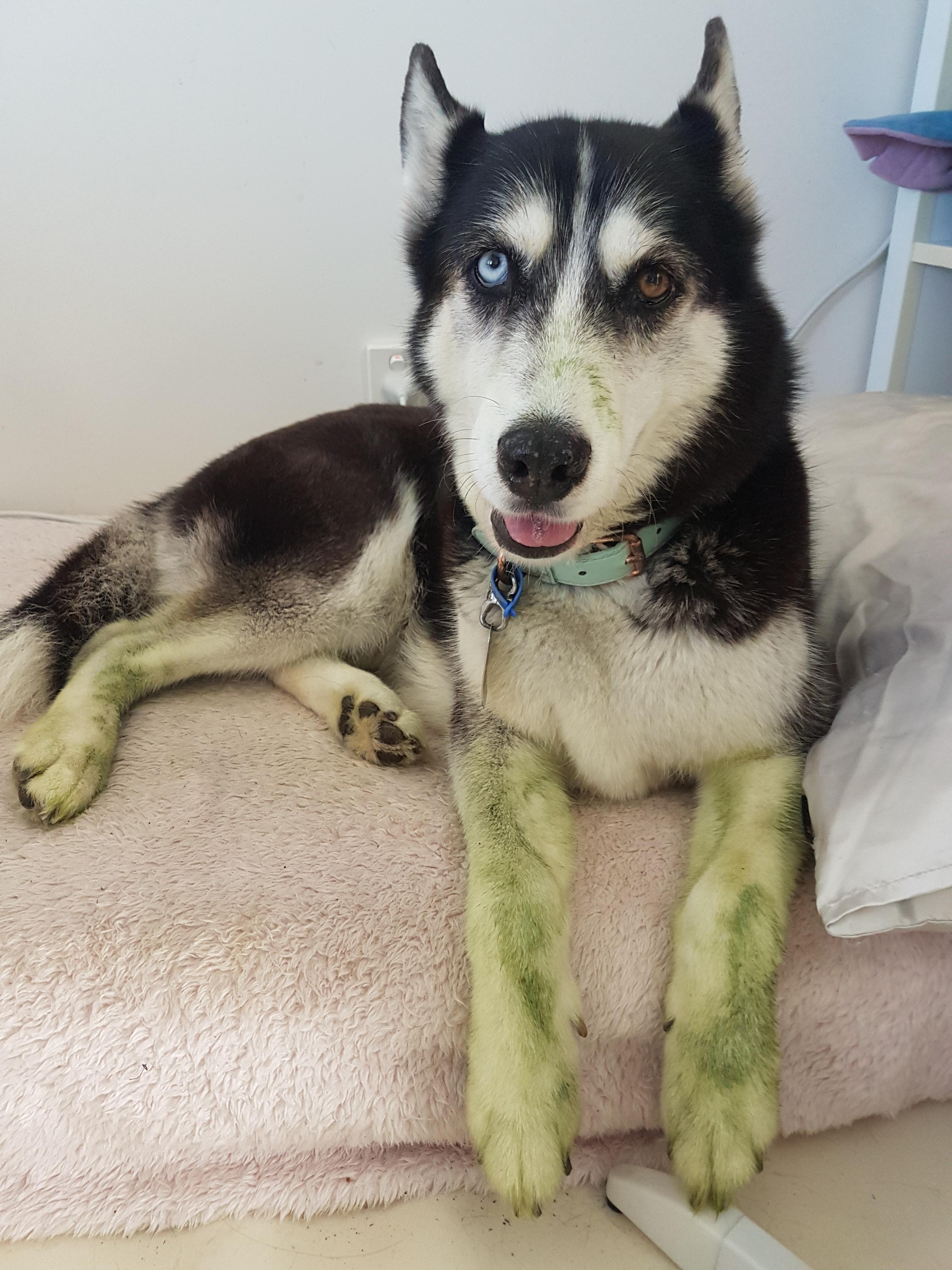 So I mowed the lawn and... :/ : r/aww