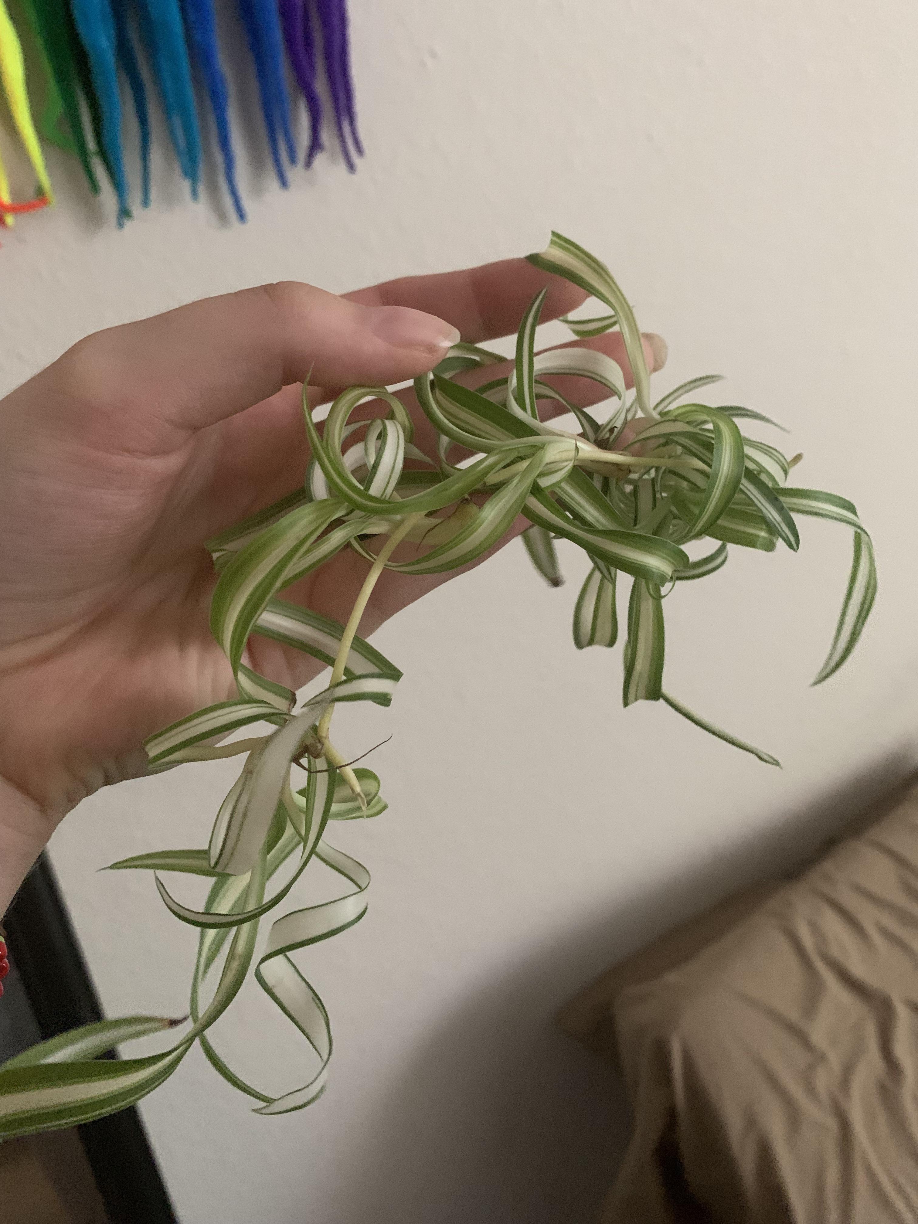 How to Propagate Curly Spider Plant Back Gardener