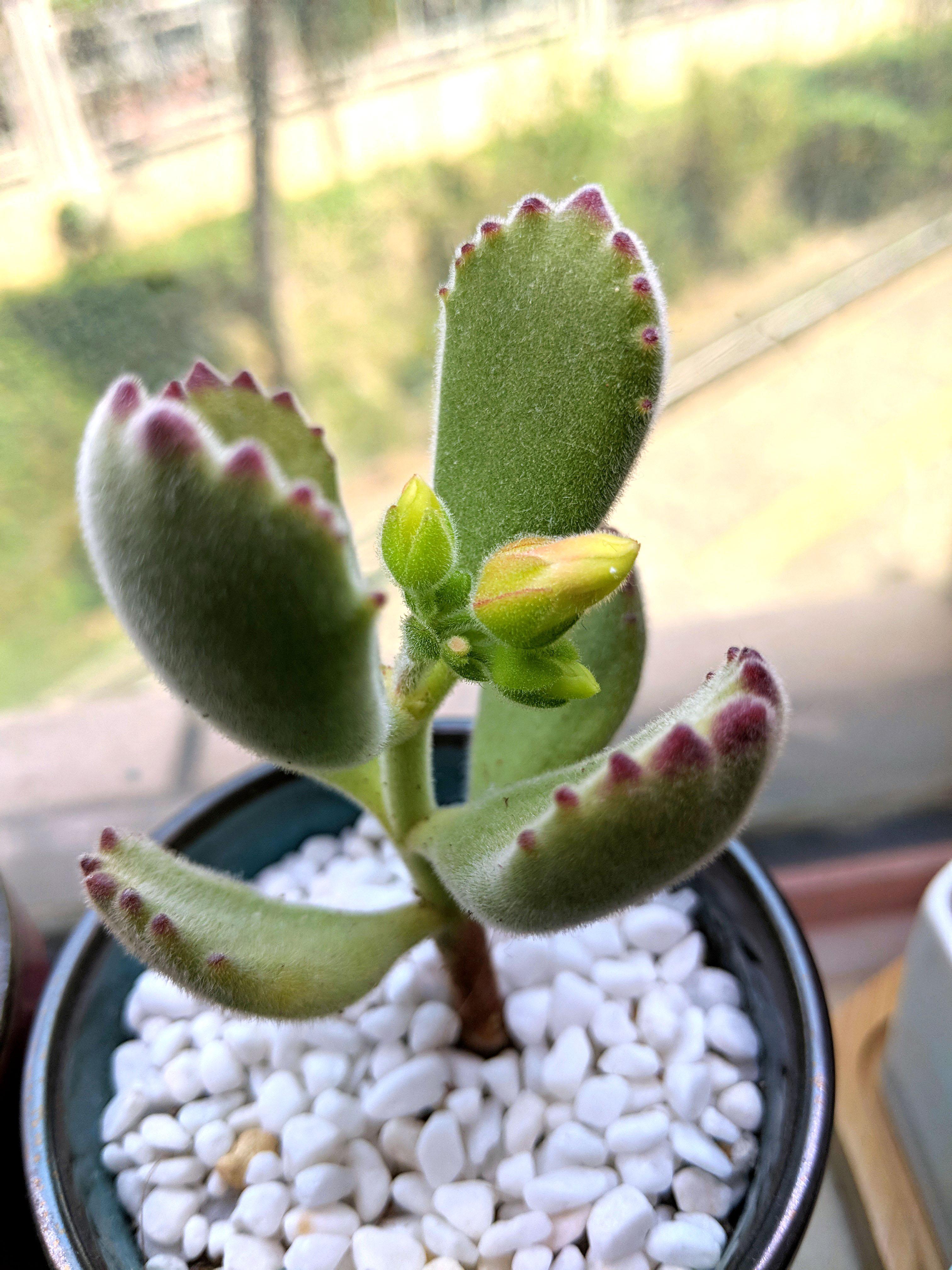 My bear paw is growing flowers! 🌼 This is the first time I