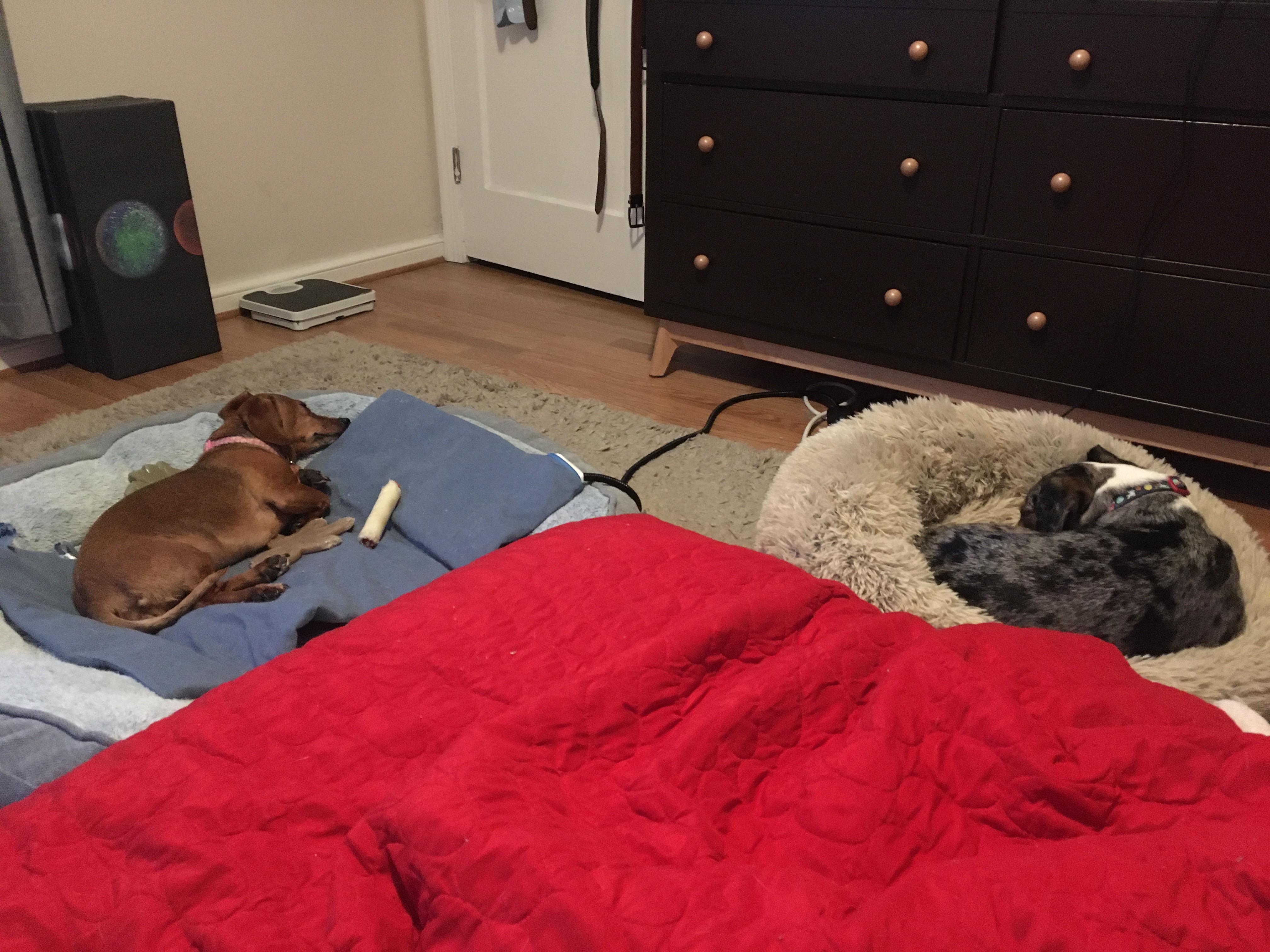 They refuse to sleep in their respective beds. She’s 11 pounds, he’s 30