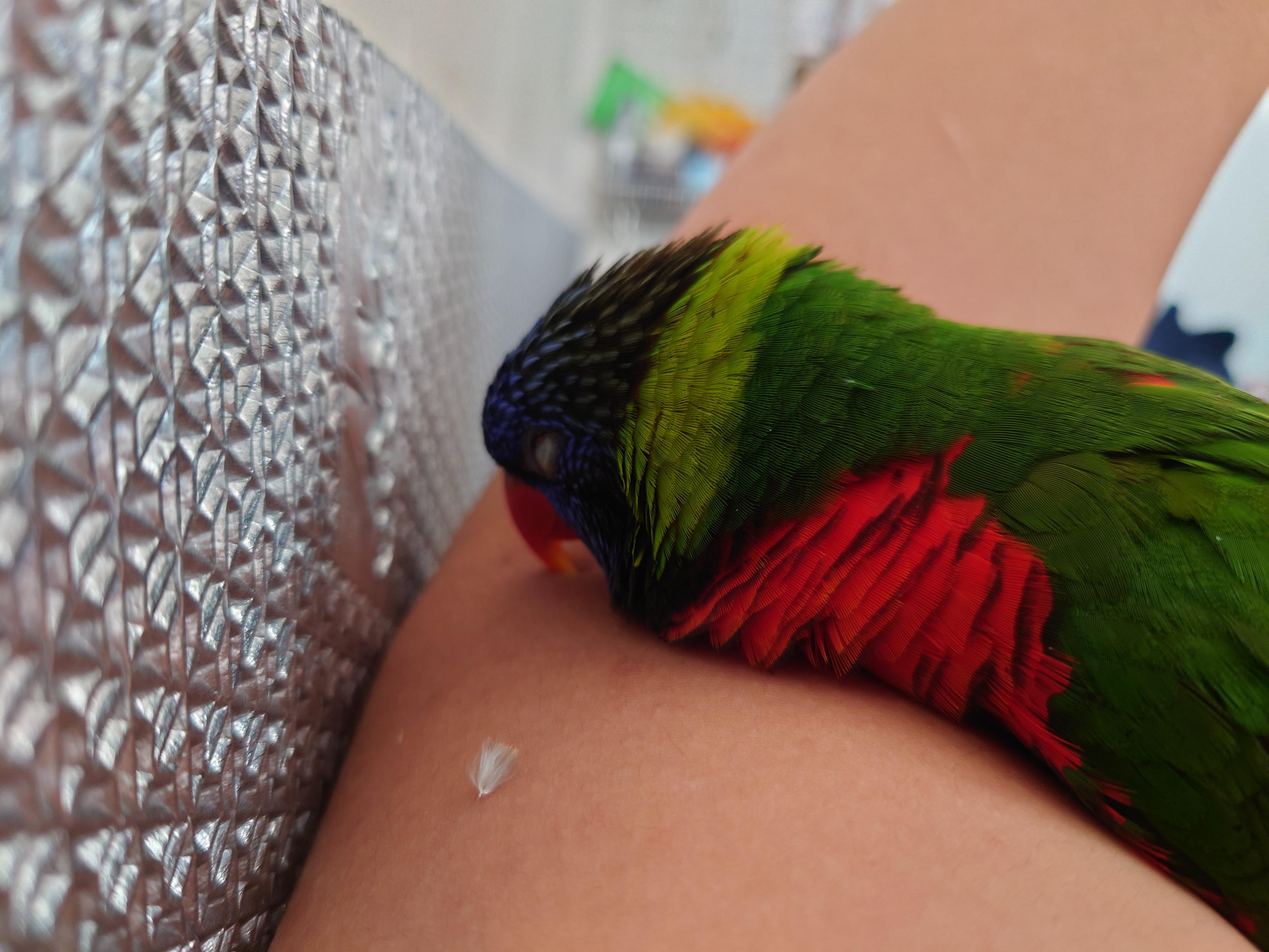 haven't moved in 2 hours 🥲 parrots