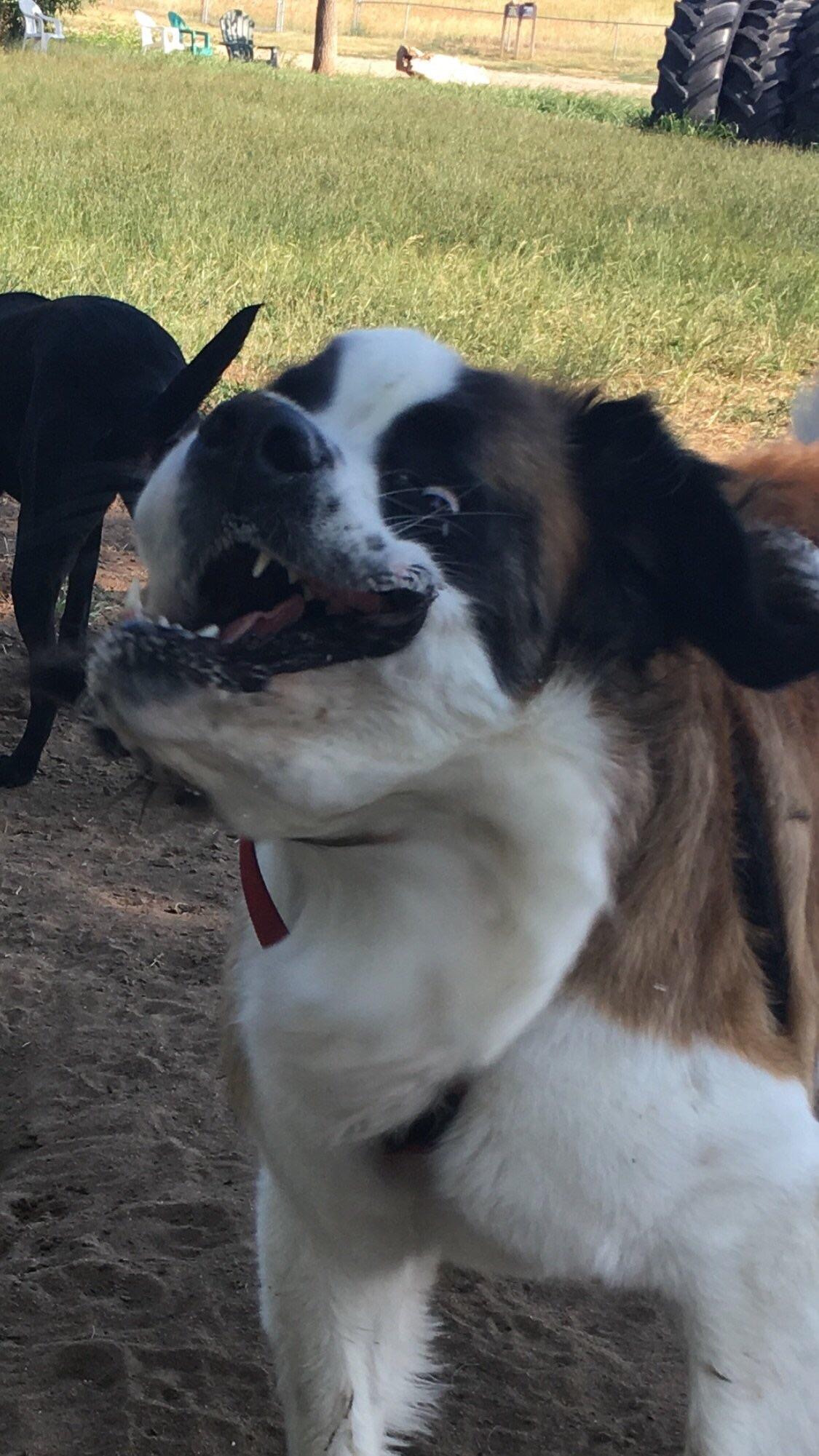 My dog in the middle of shaking her head r/AnimalsBeingDerps