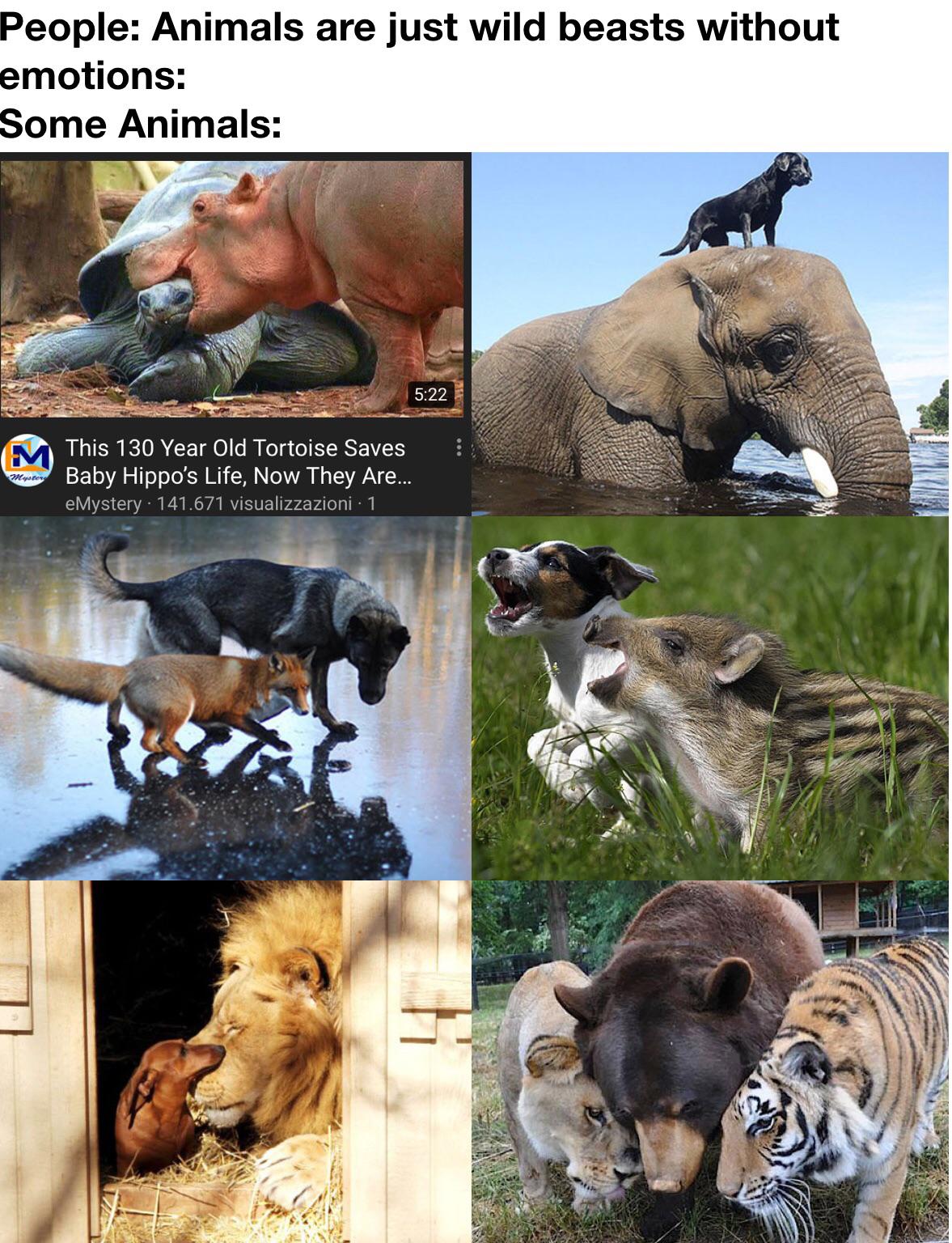 Explore the World of cute animals reddit with the Best Pictures and Stories