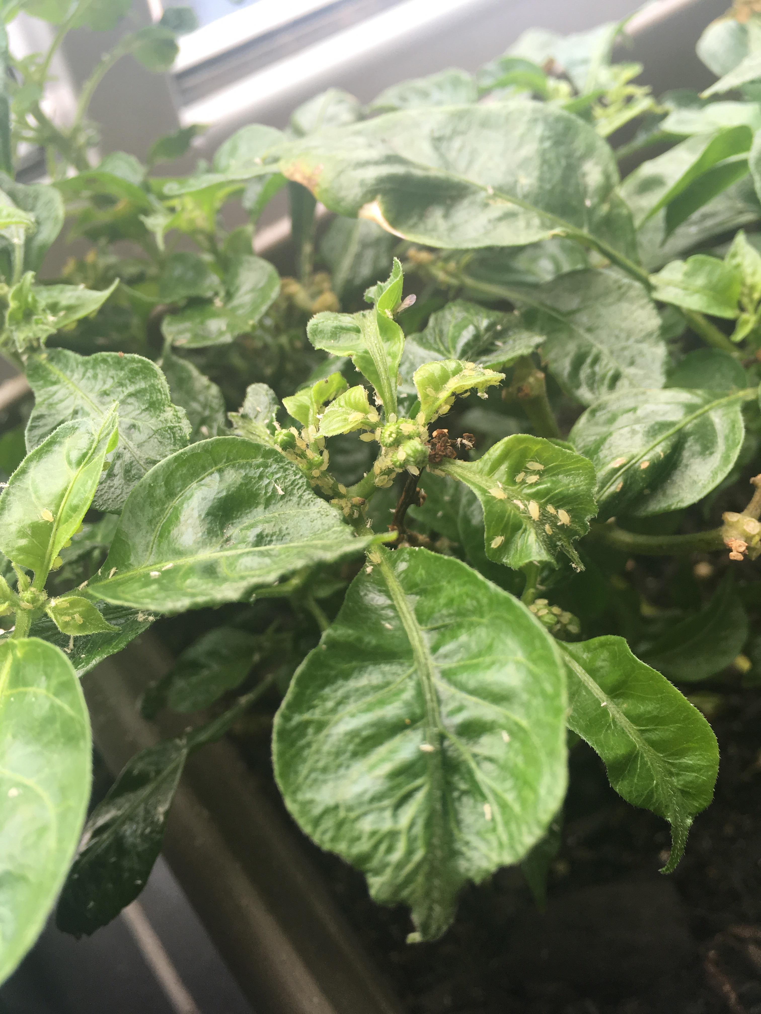 Help! Can anyone identify what these little white bugs are on my chilli