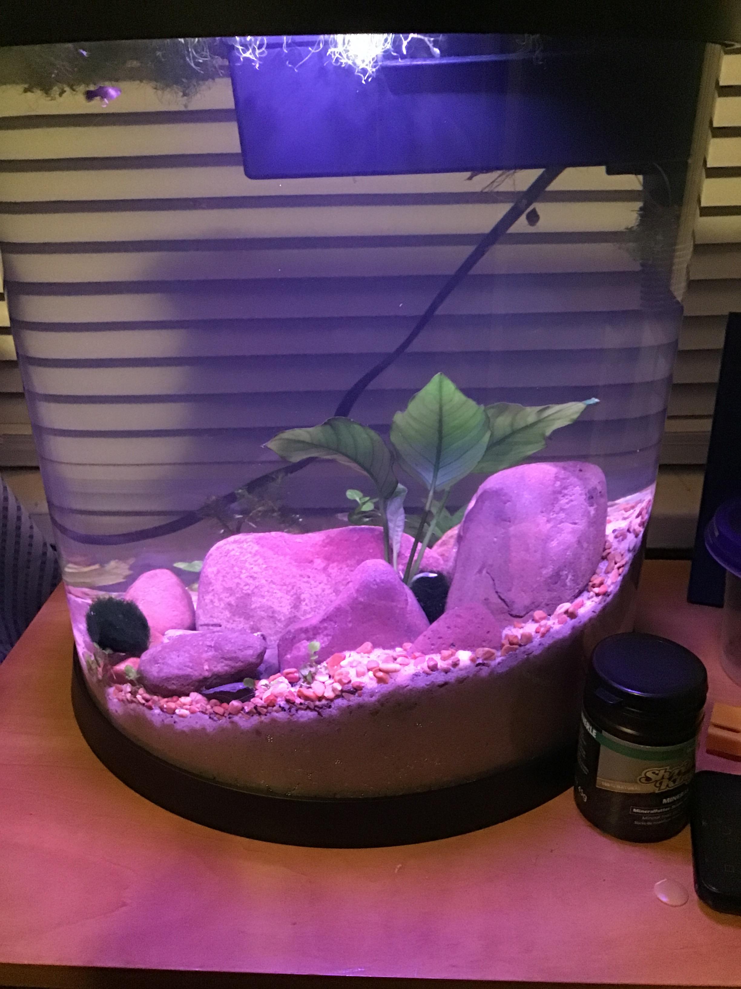 I’ve setup another shrimp tank! This ones housing assorted neos that my