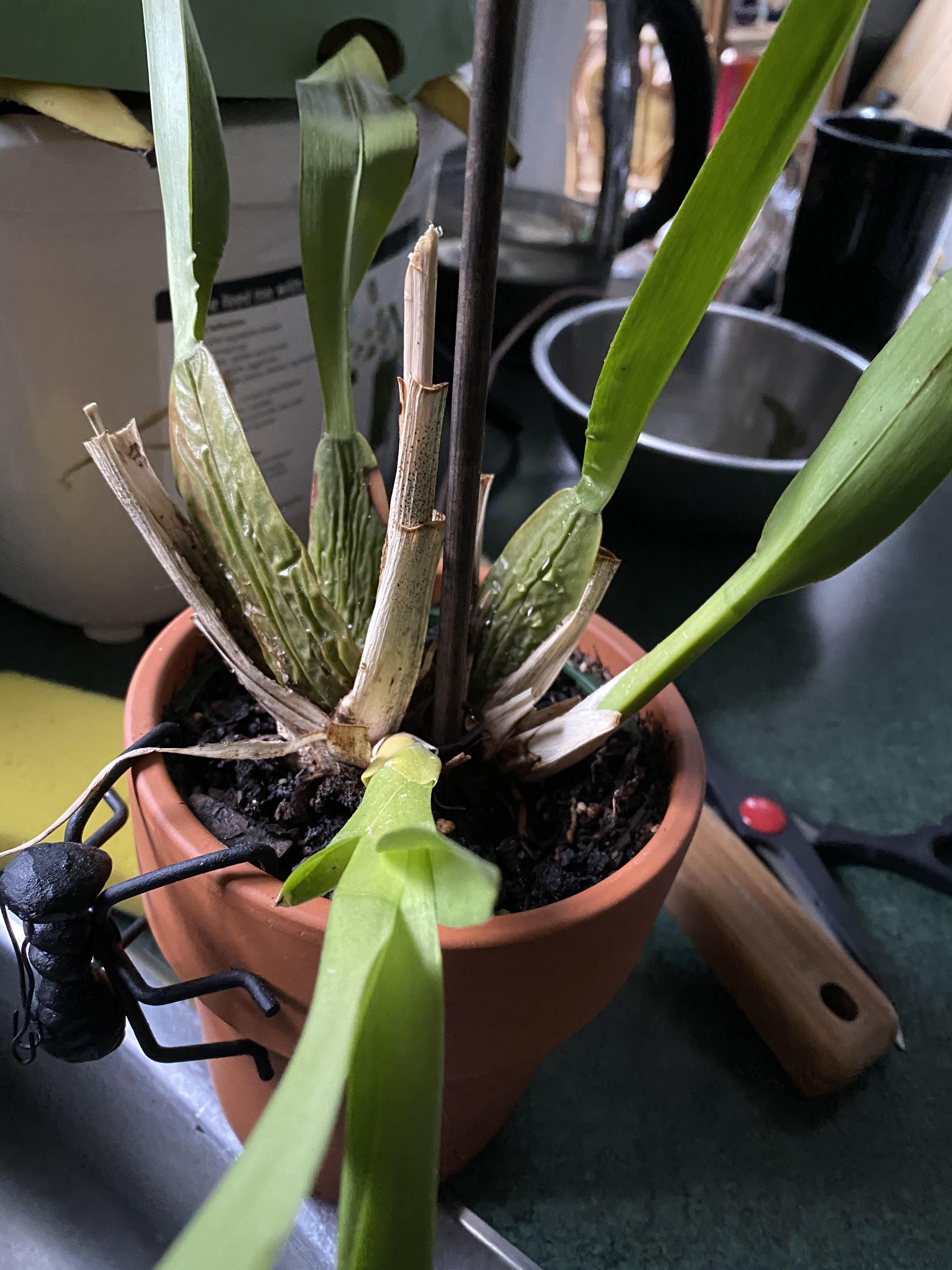 Neglected watering it for a bit. The leaves look healthy but the fleshy