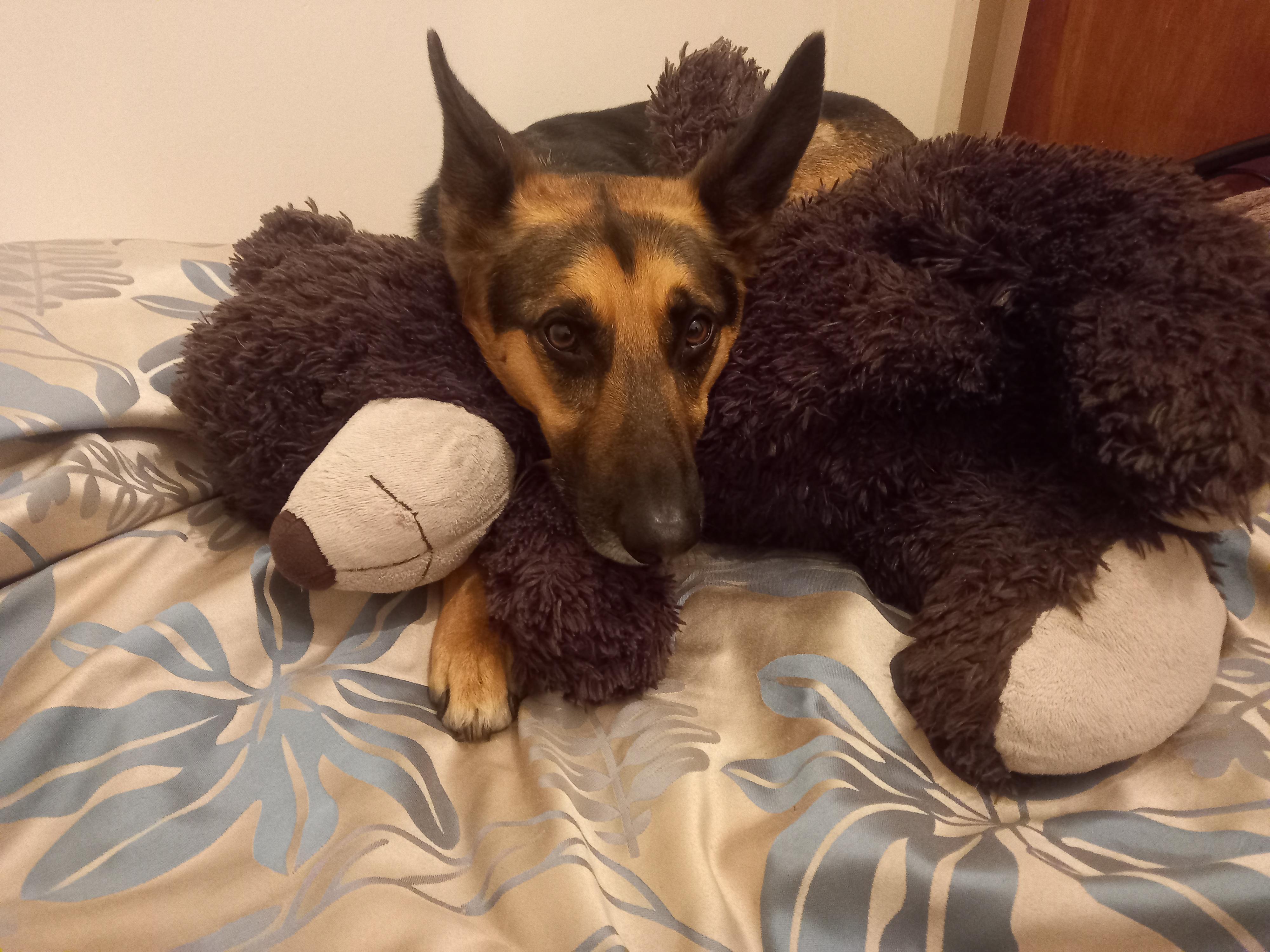 Is it normal to sedate a dog to check on his sore ear? r/DogAdvice