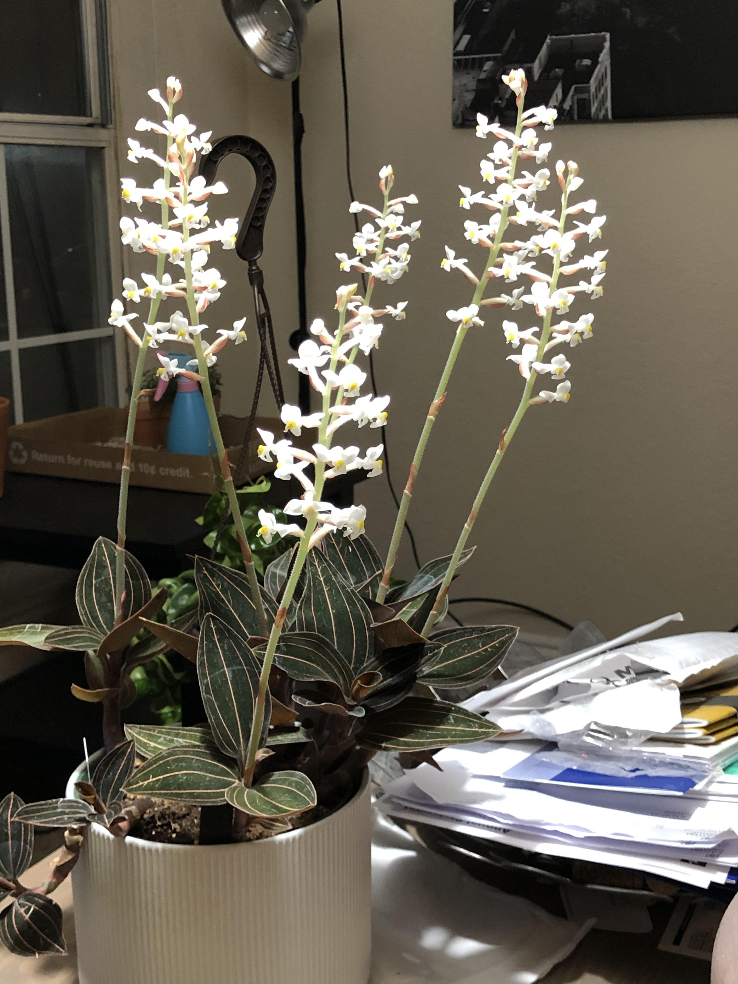 Jewel orchids are awesome! r/houseplants