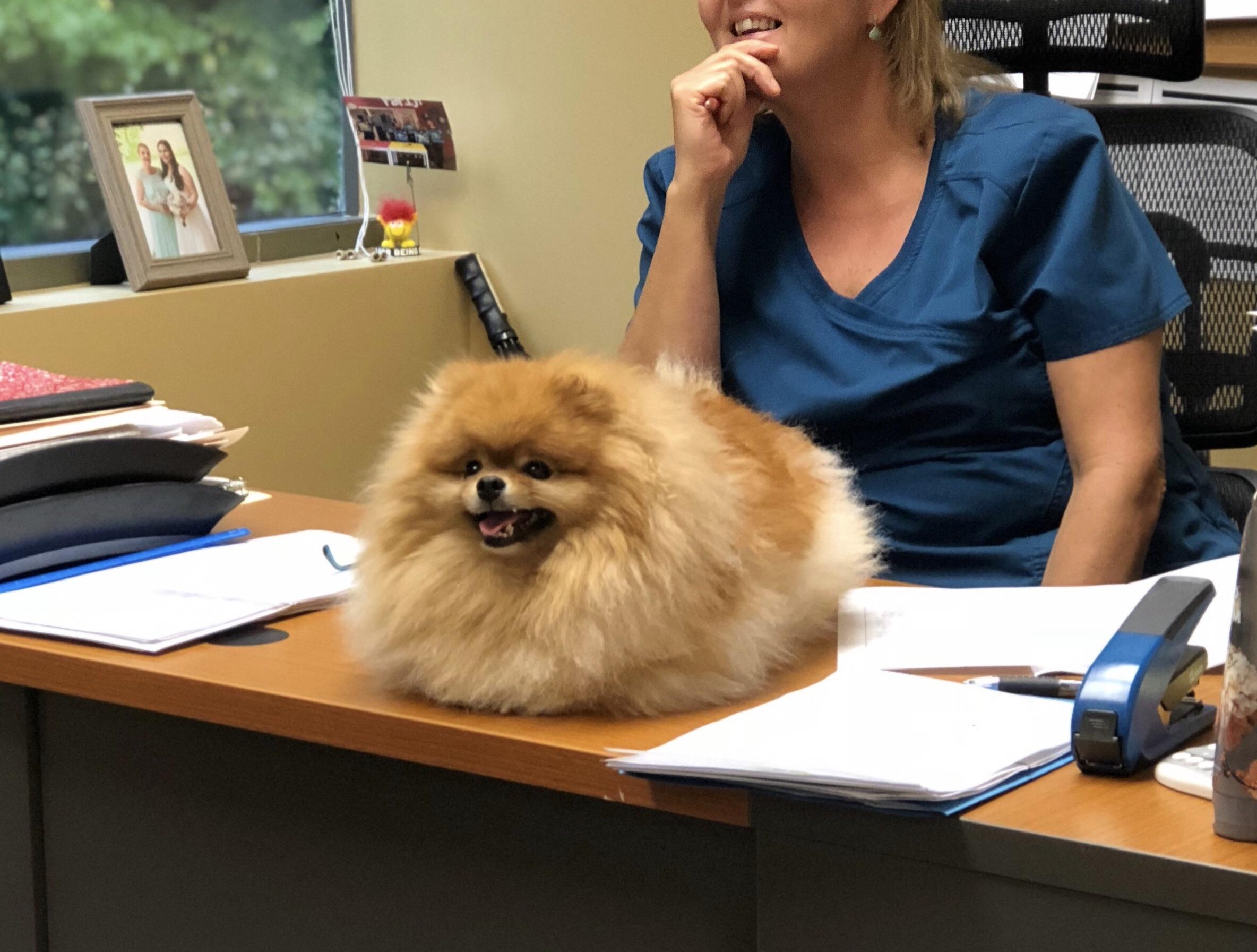 Bobo in office : r/aww