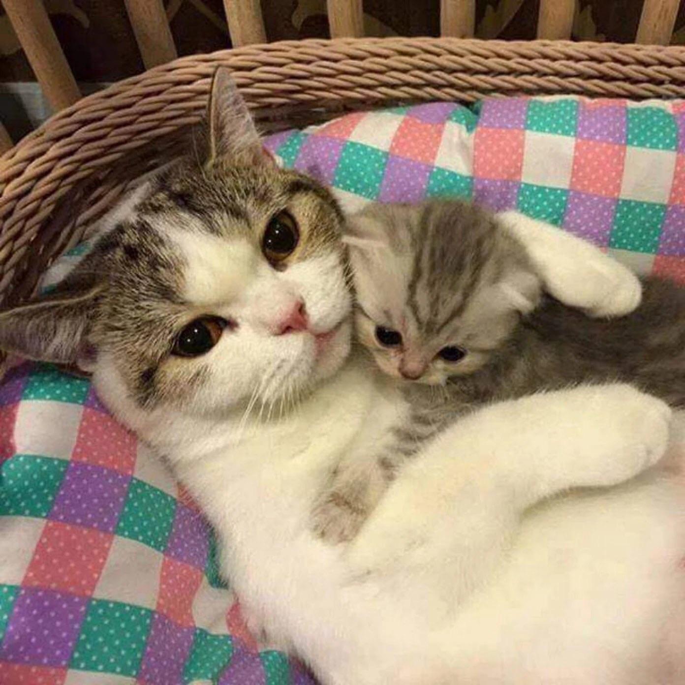 Mama cat definitely loves her adorable kitty r/aww
