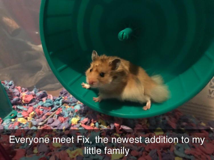 Got a hamster last night, and he acts like everyone’s favorite Summer