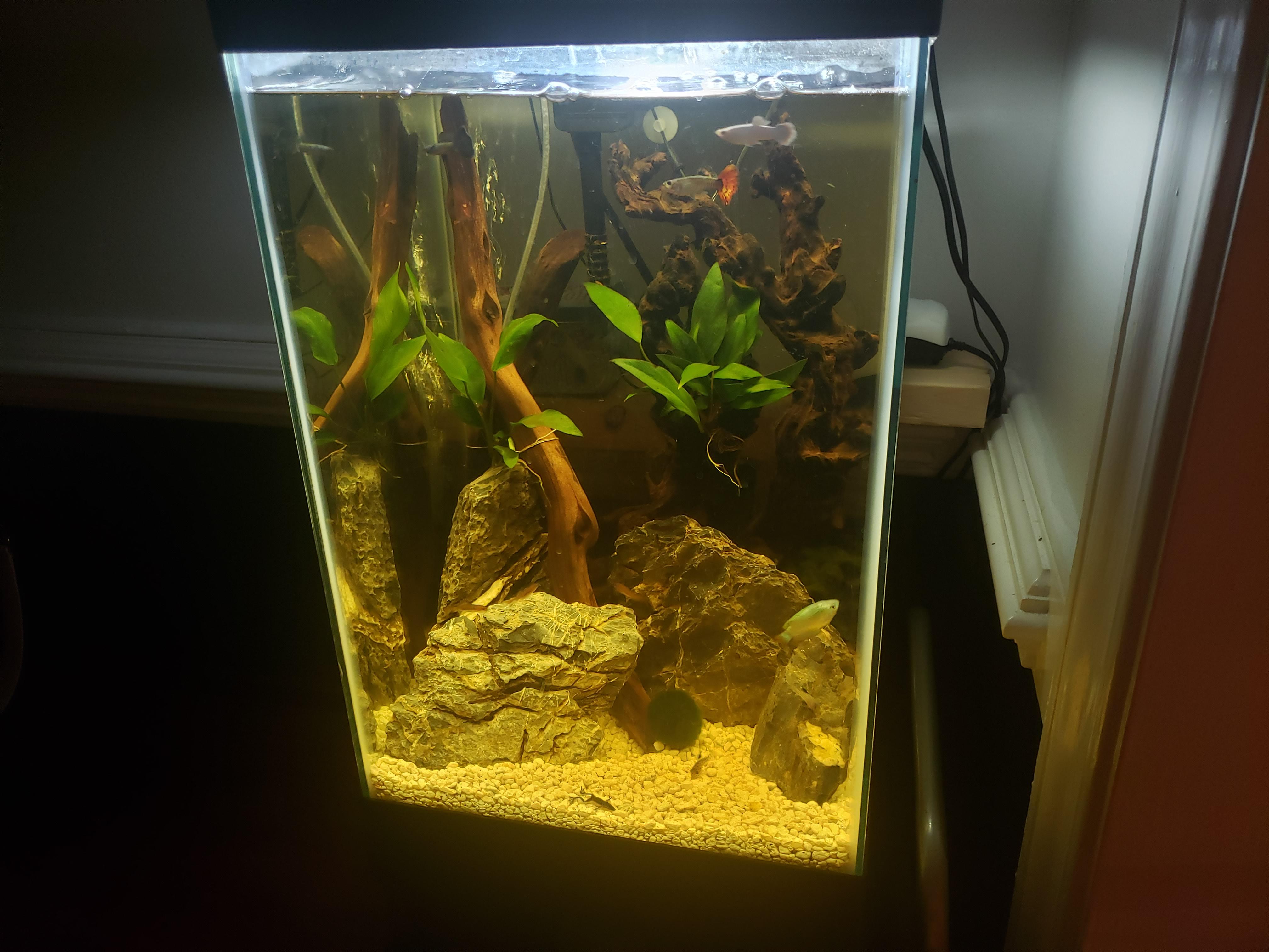 Aquarium Therapy in action just finished setting this up and I've