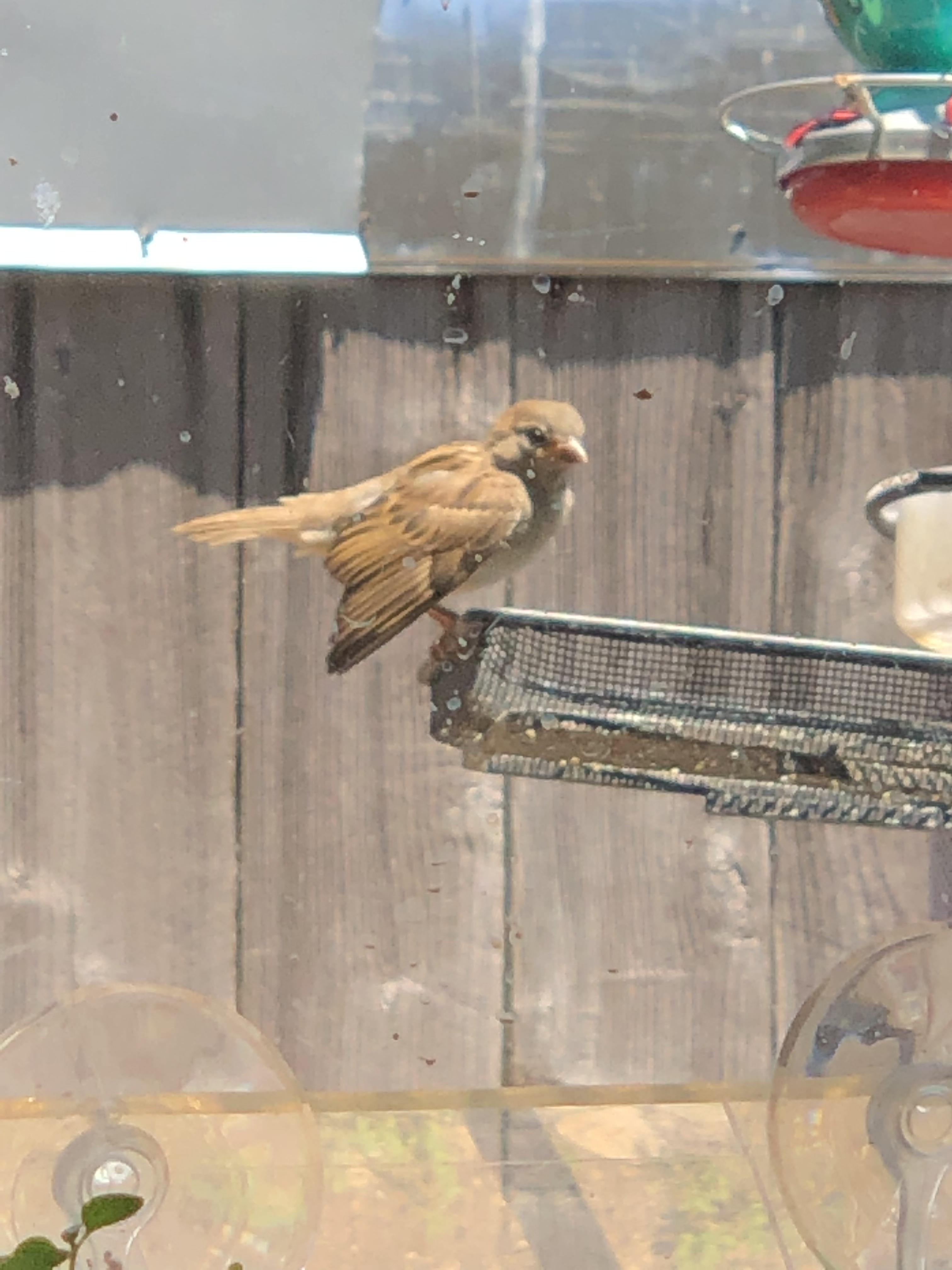 Three of these have been coming to my feeder together lately (San