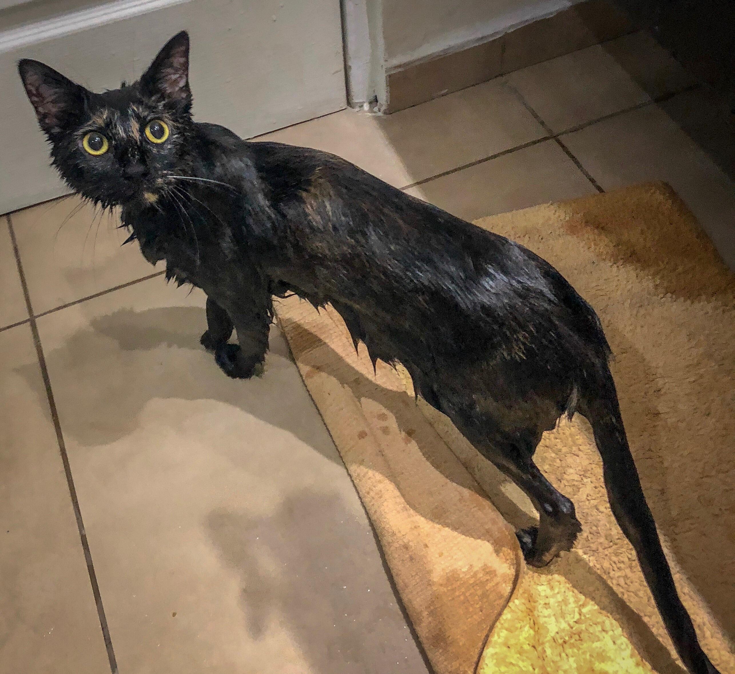 Black Dandruff On Cats toxoplasmosis