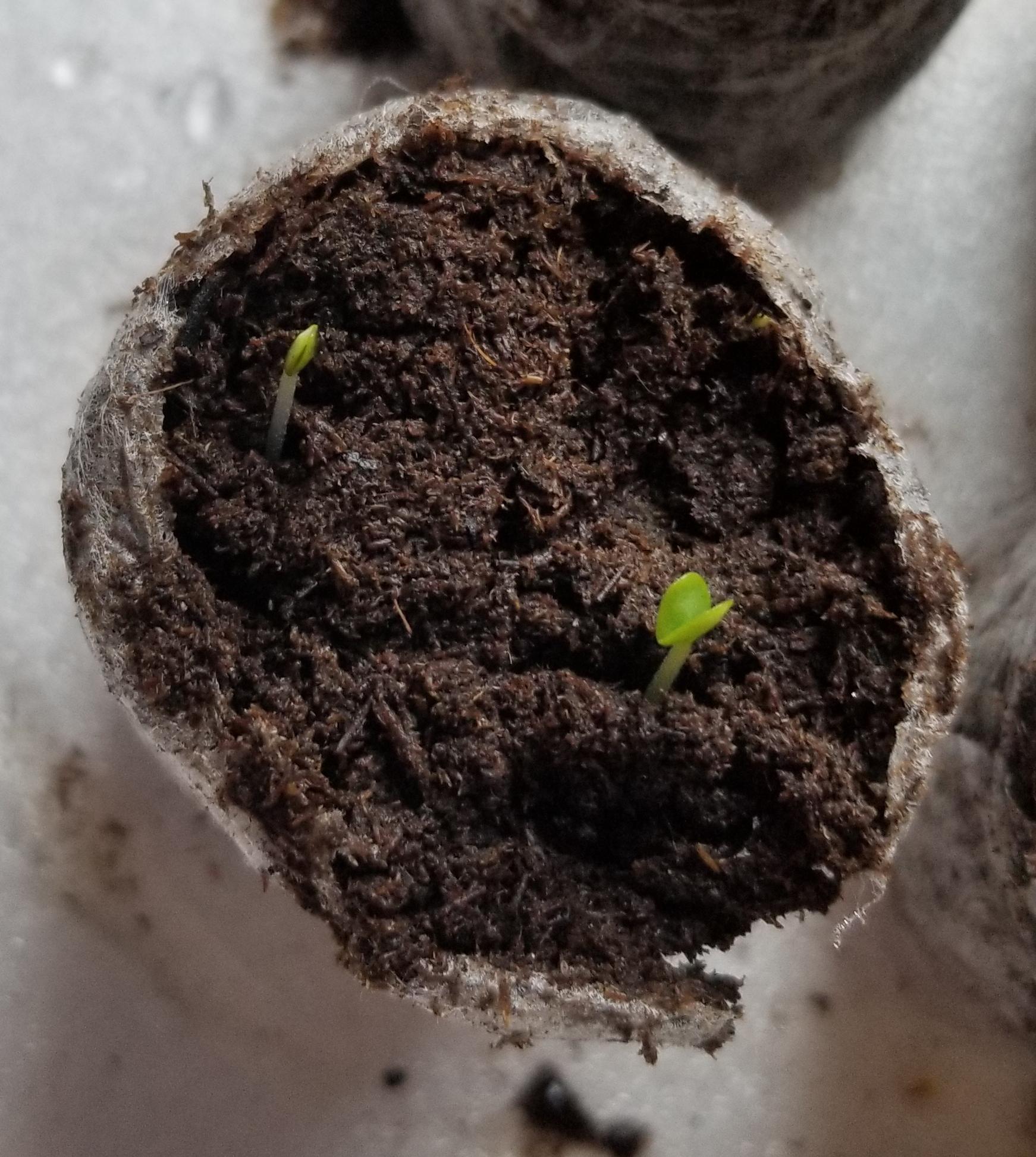 My basil is starting to sprout 💚 r/herbs
