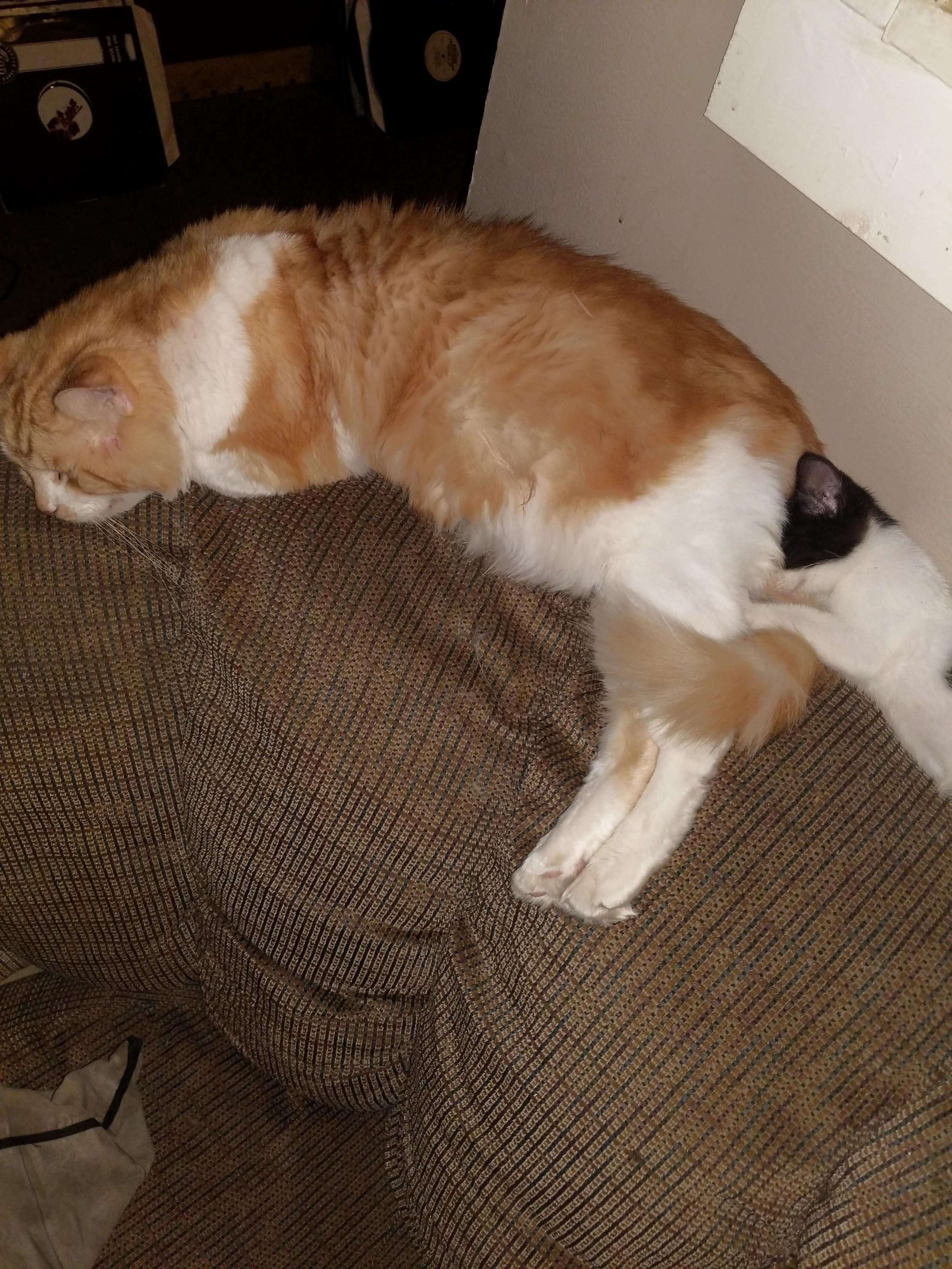 Old Ginger cat is being much more cooperative with tiny than i expected