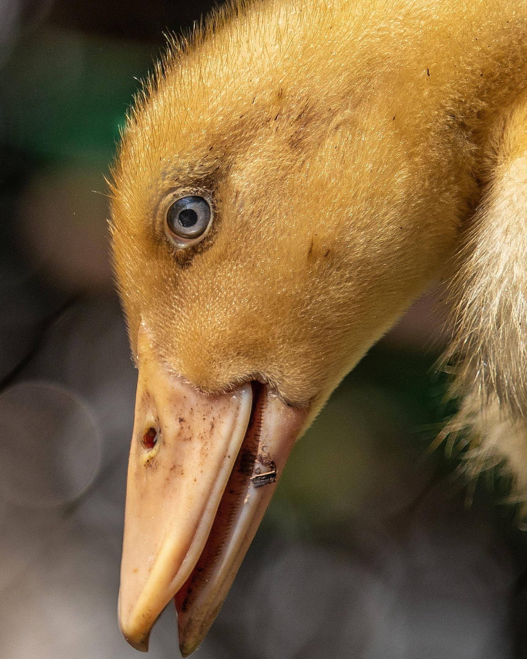 Do duckling eyes count? r/eyes