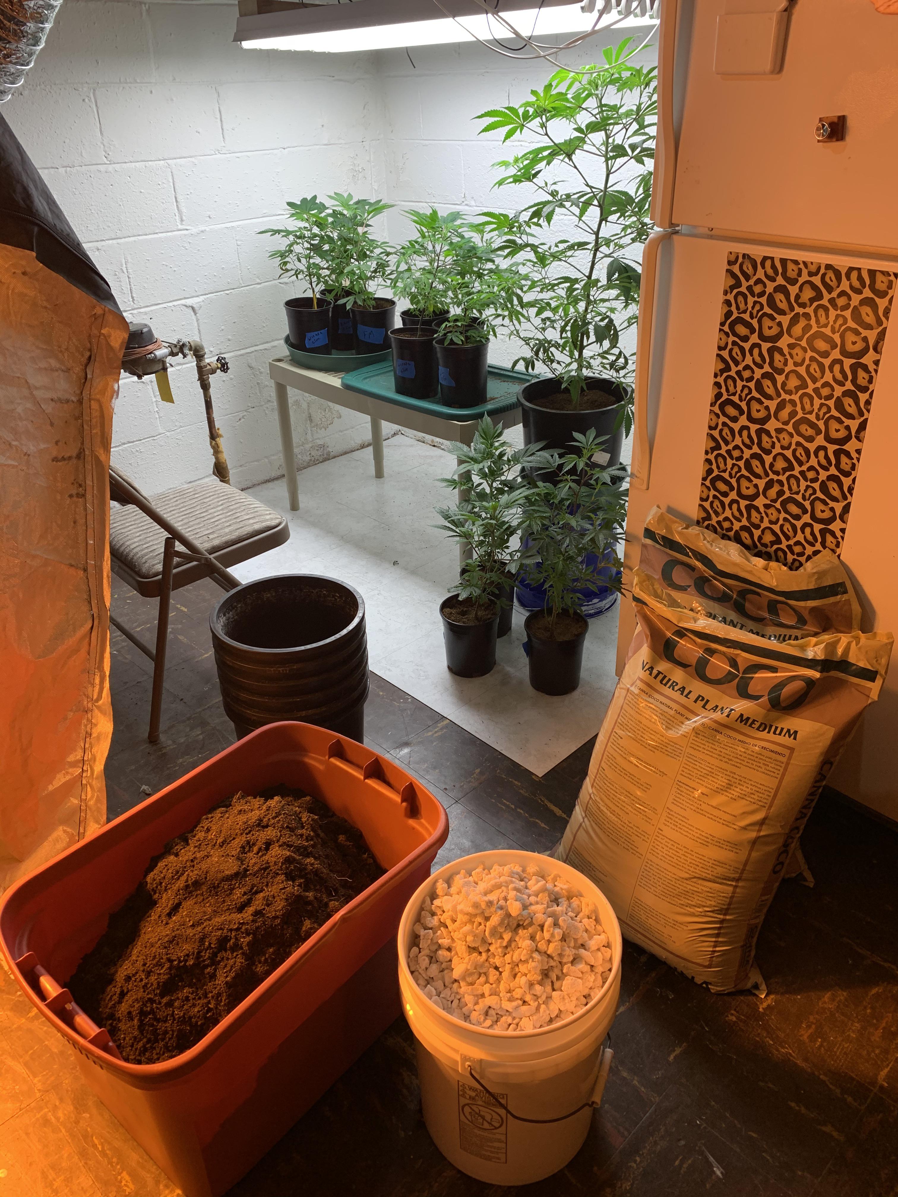 Time for 5 gallon pots r/Michigents