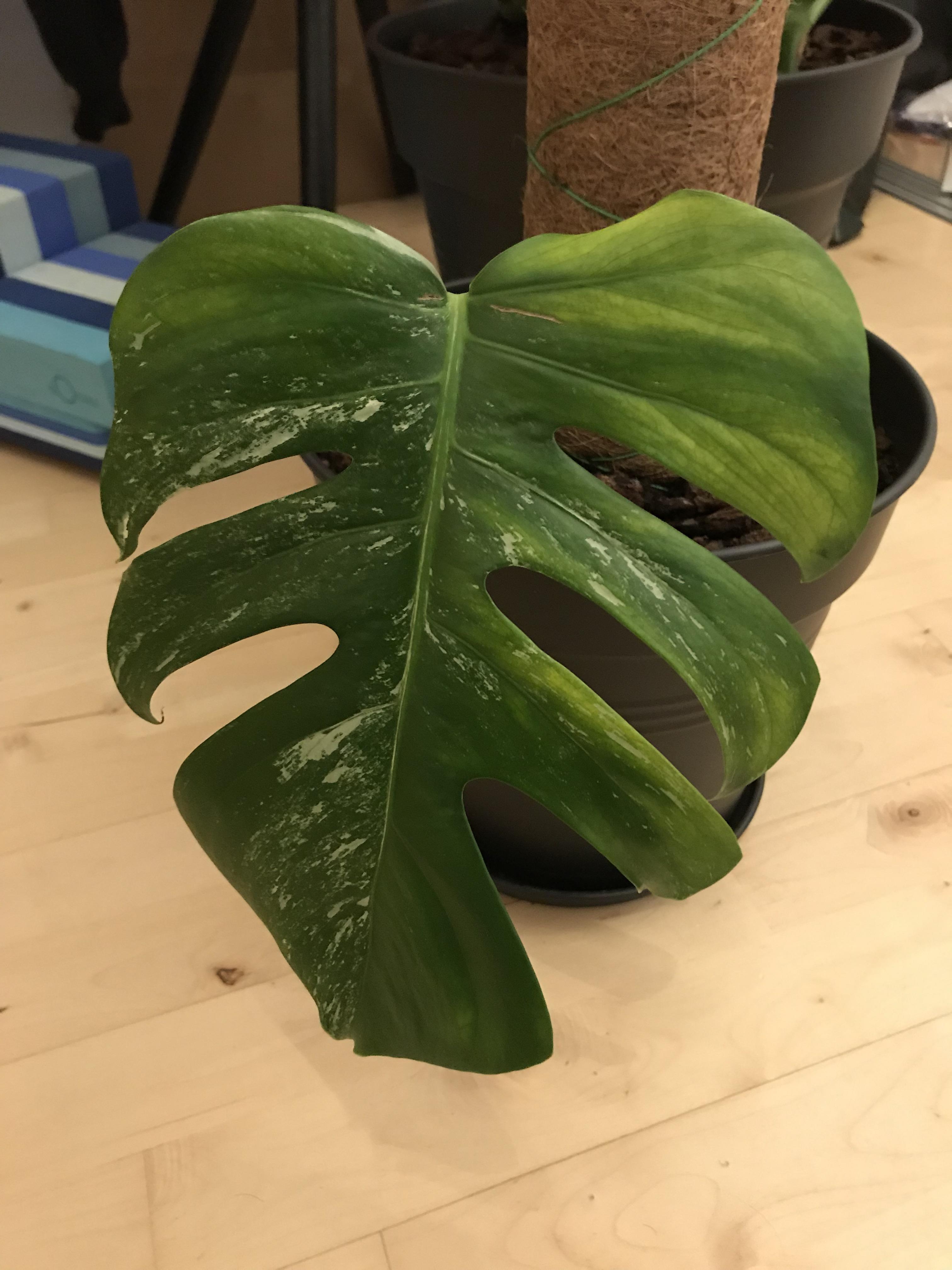 Advice needed on monstera deliciosa albovariegata gardening