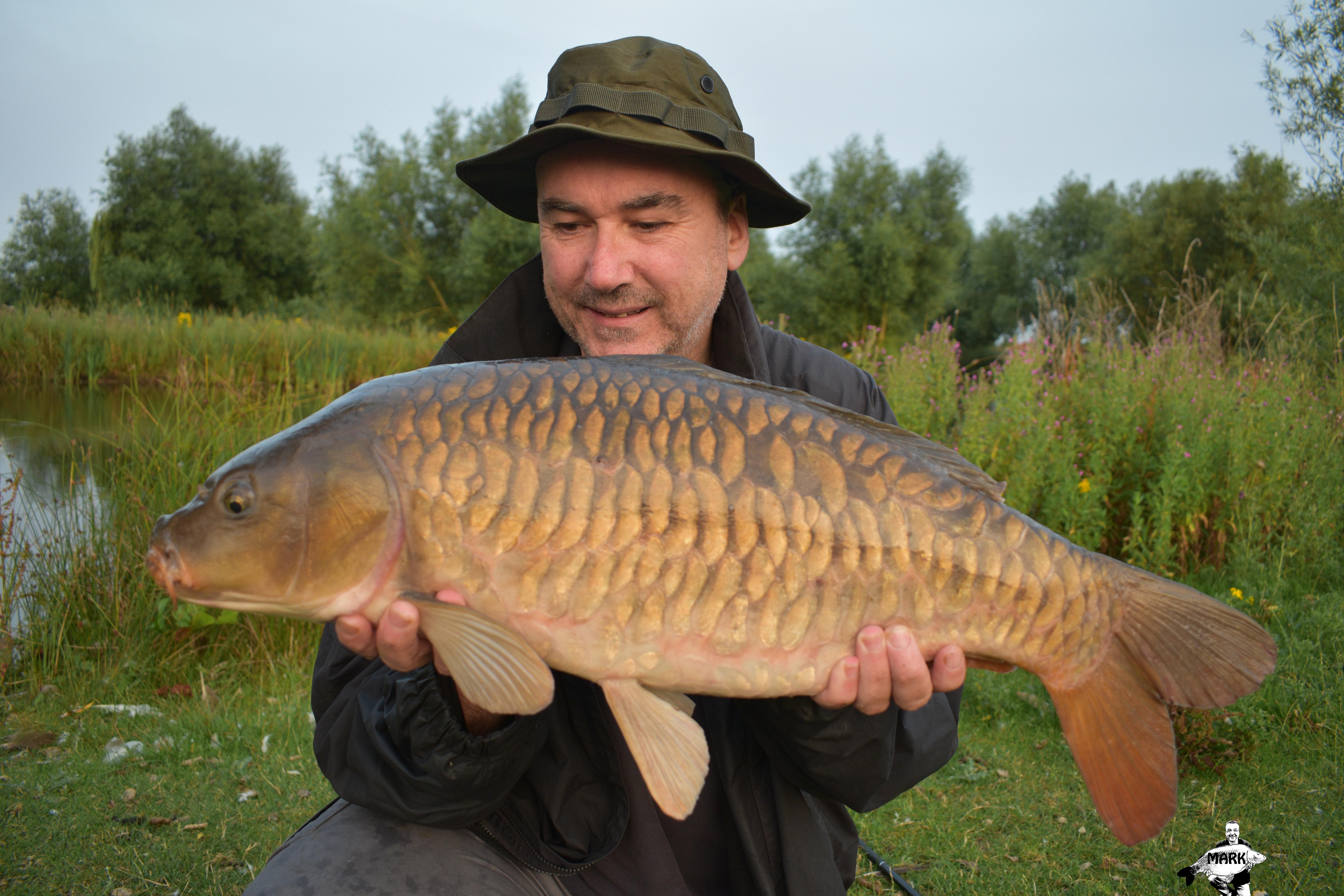 Beautiful fully scaled mirror carp r/SpecialistFishing