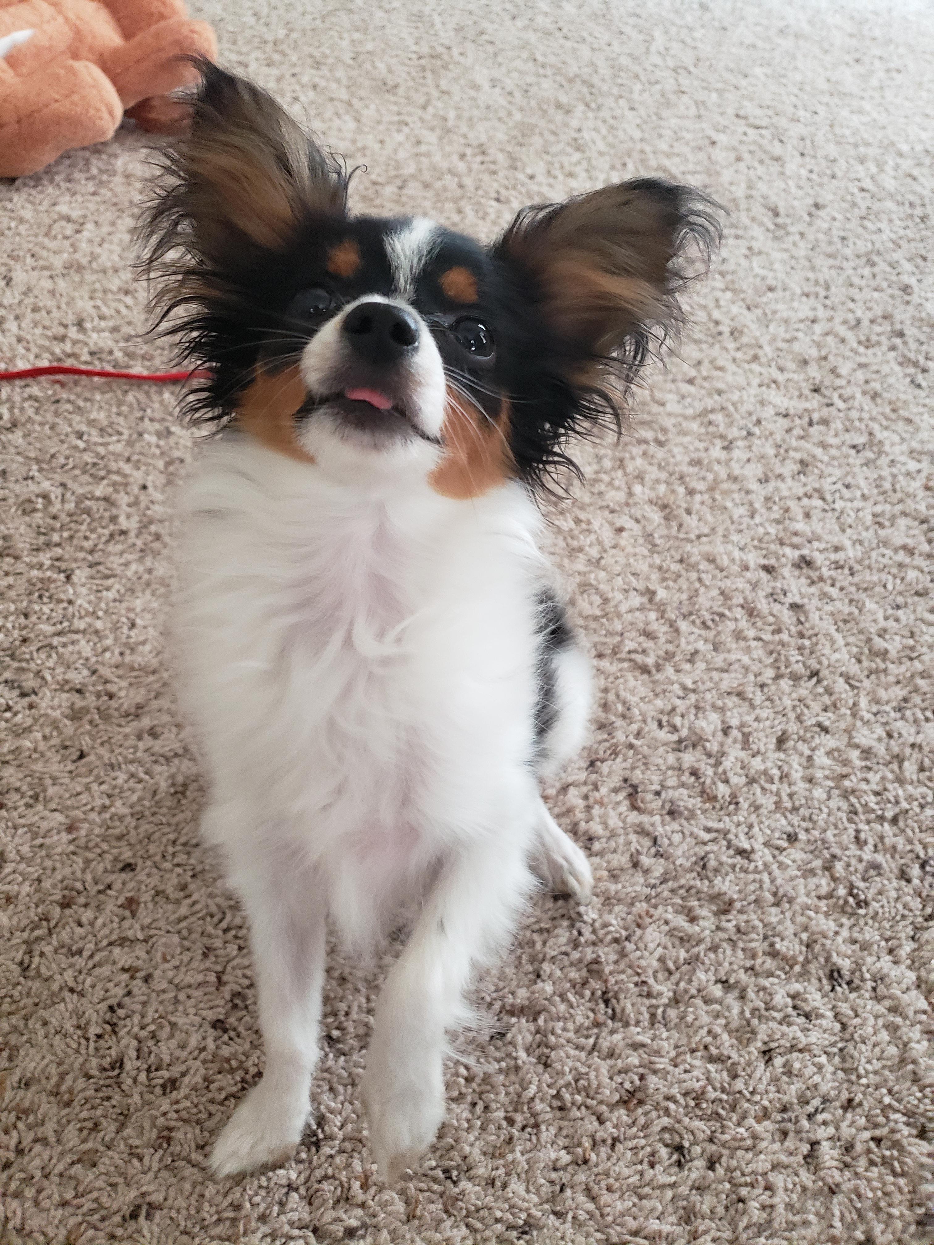 Pumpkin 6 year old Papillon rescue. She's the best! papillon