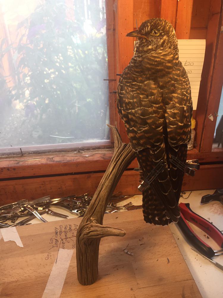 Cuckoo for client....🐥 r/Taxidermy
