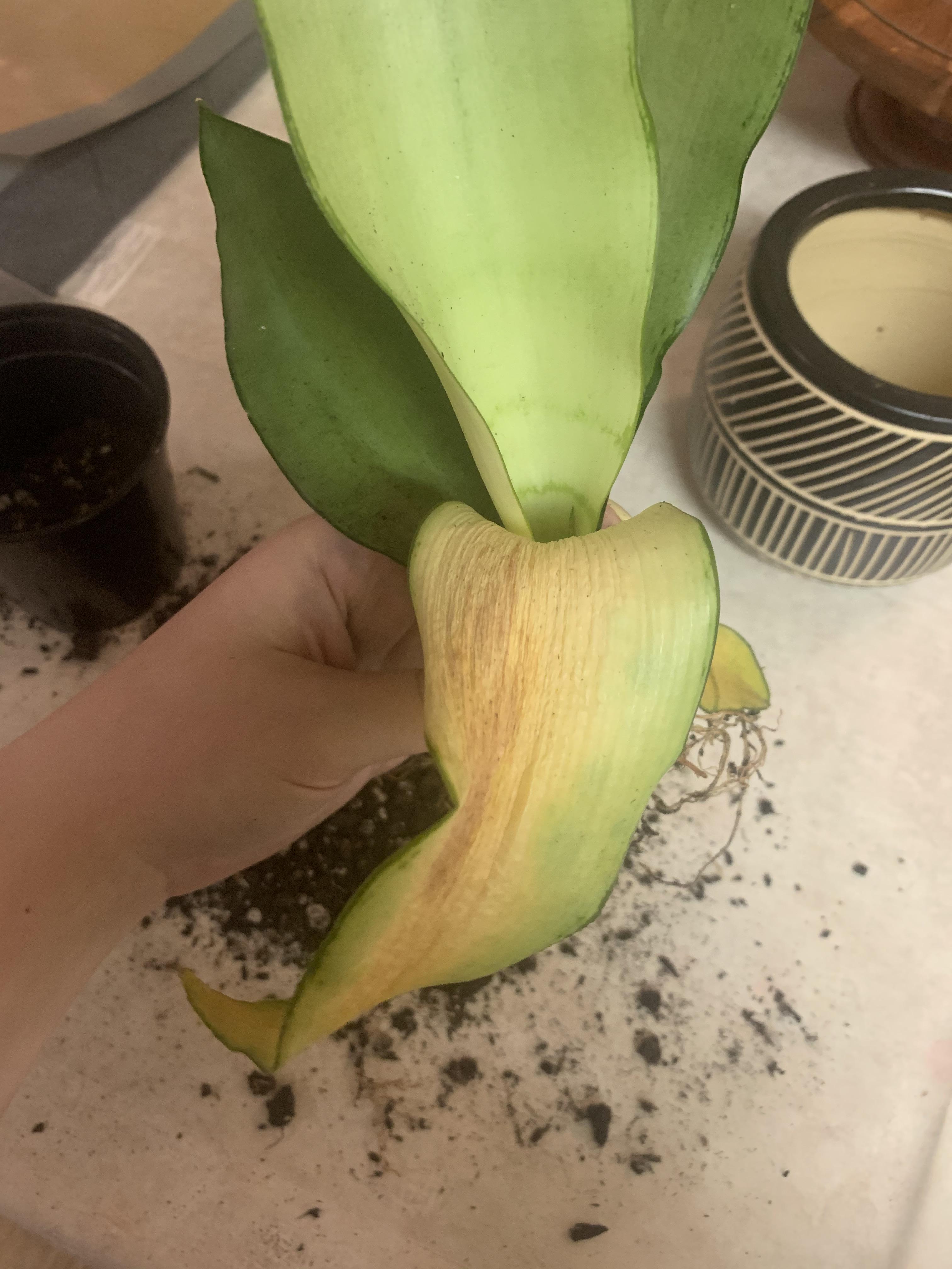 Help! I’m killing an unkillable plant! One of the leaves on my snake