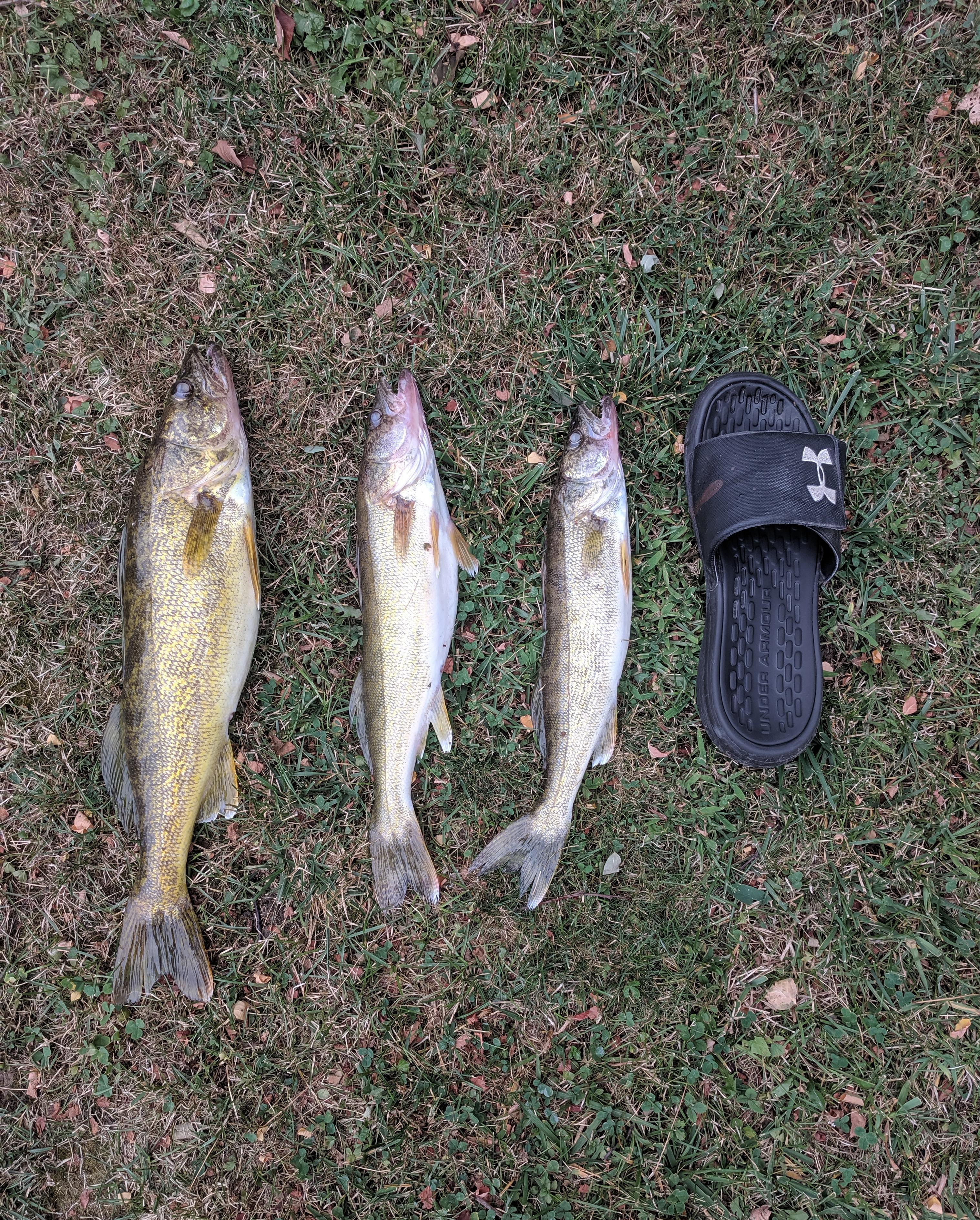 Walleye were on the bite yesterday, been a slow year r/Fishing