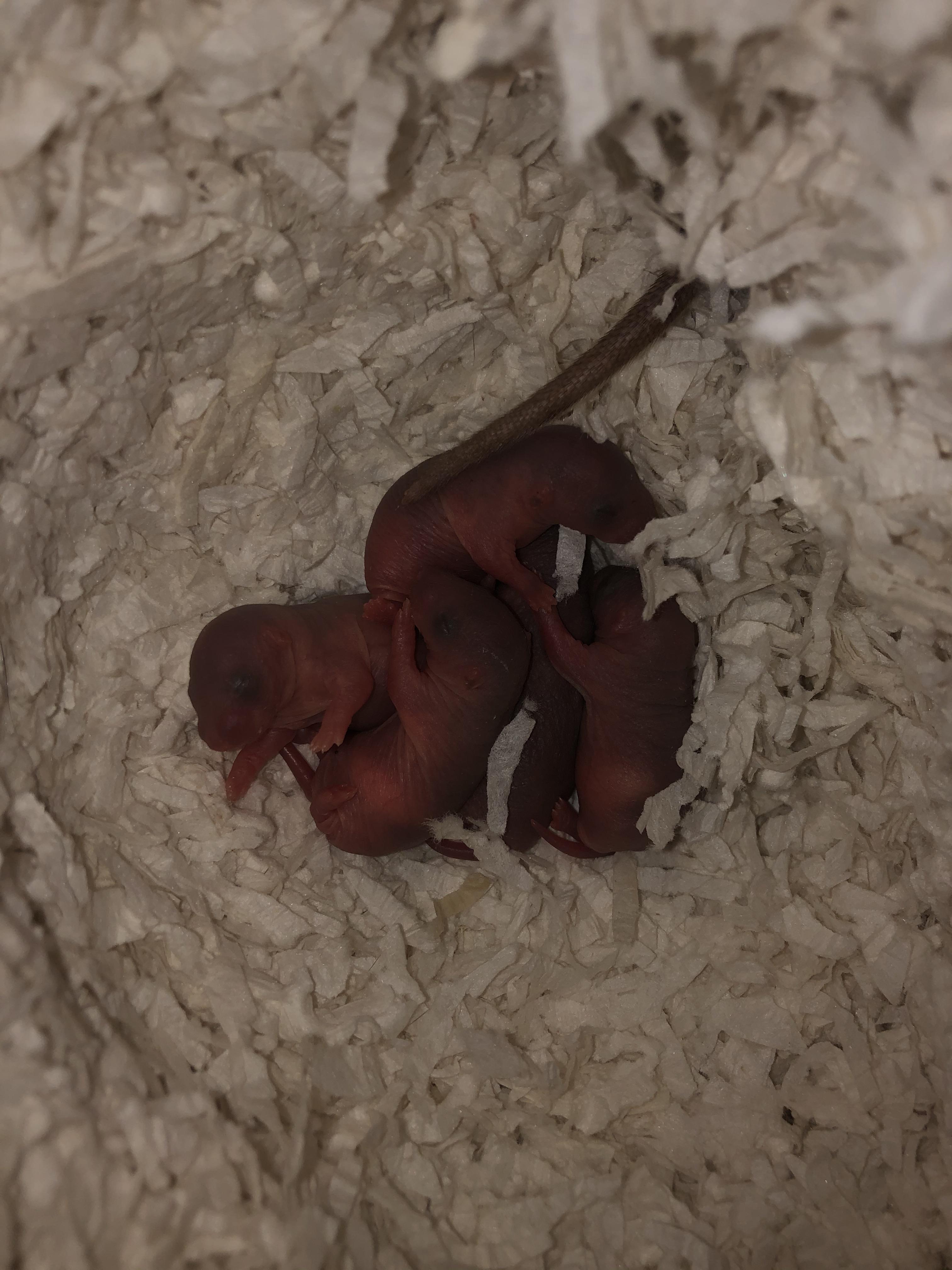 Latte’s Coffee Beans Today 🌈 r/RATS