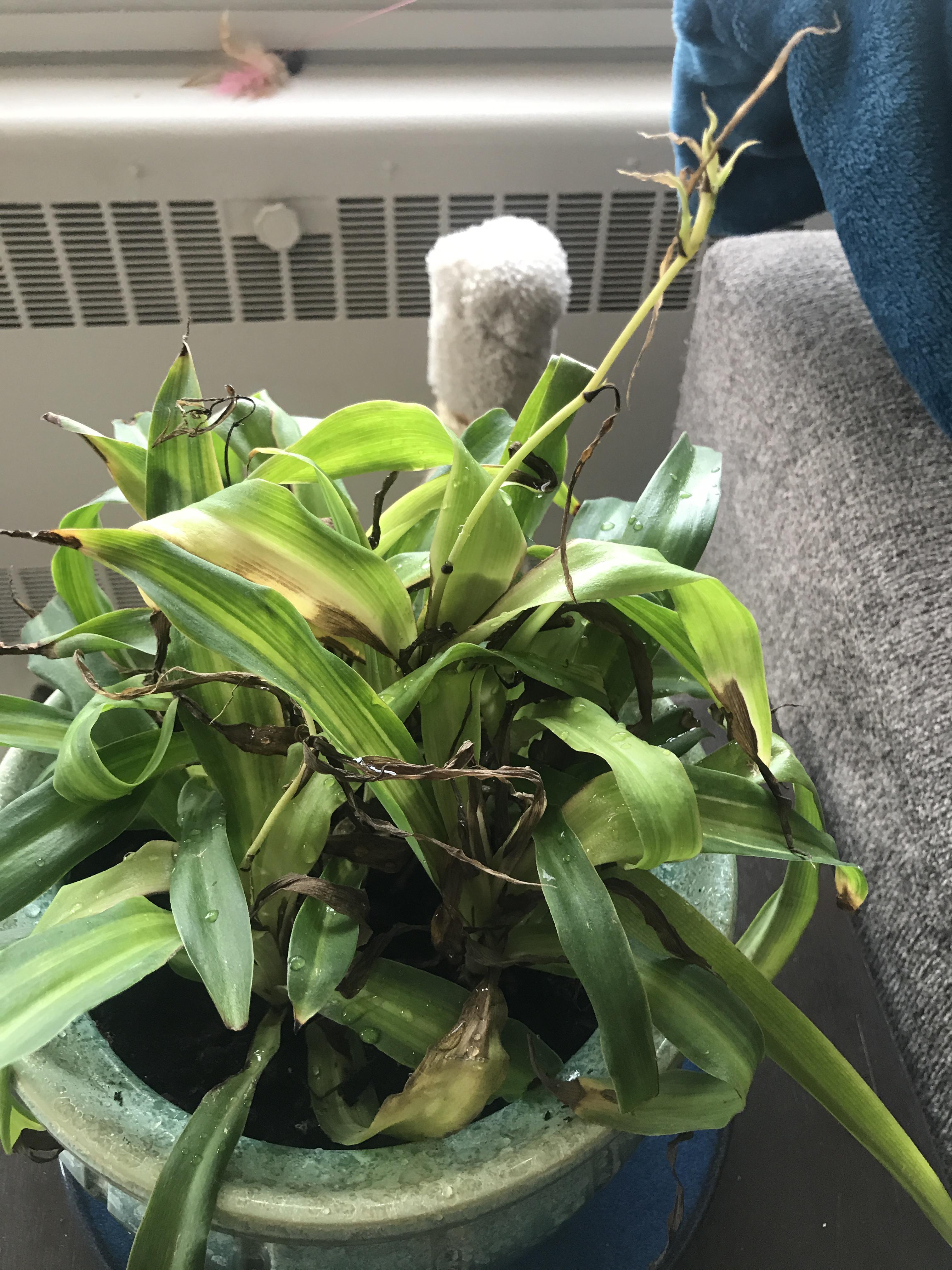 Help my sad spider plant! Doesn’t get direct sunlight but lives in a