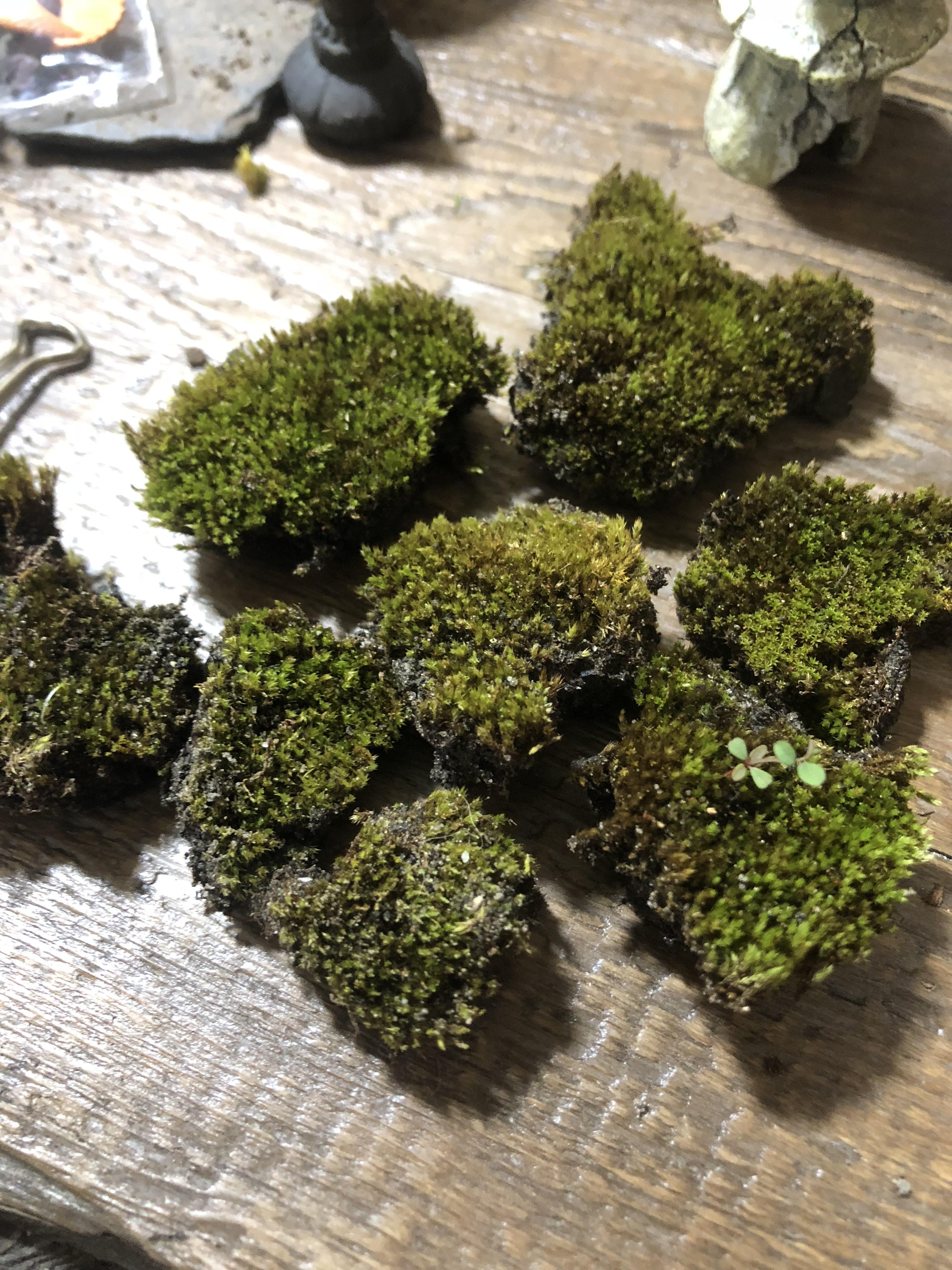 Why is some of moss in my terrariums turning dark green and brown while