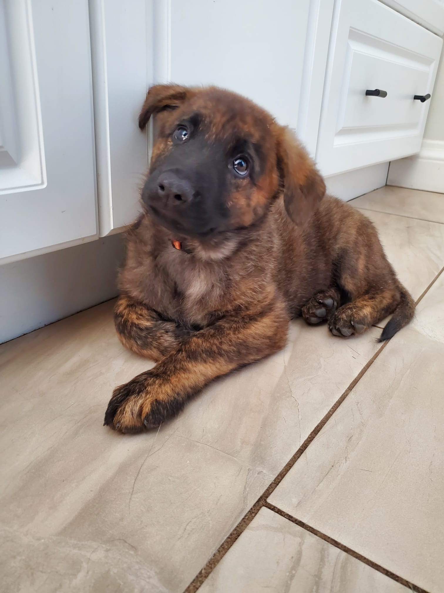 my new baby Eevee, half dutch shepherd half german shepherd. r