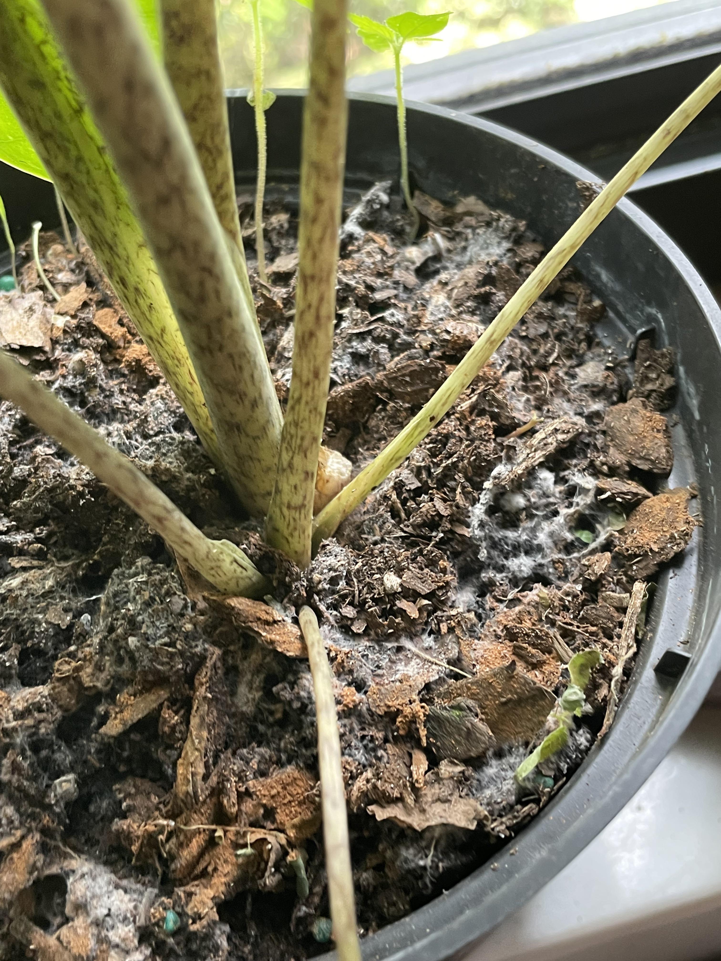 Getting so tired of my indoor plants soil molding. I’ve tried the