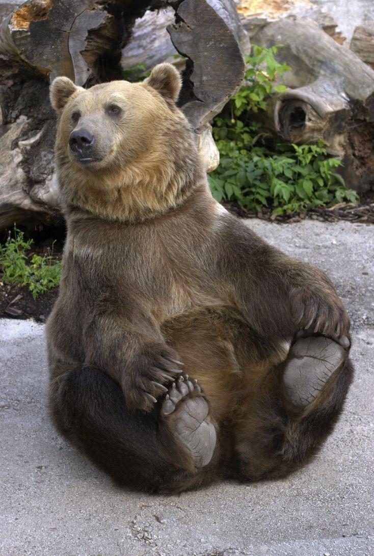 Yogi Bear Yoga 🧘‍♂️ 🧘‍♀️ 🐻 r/aww