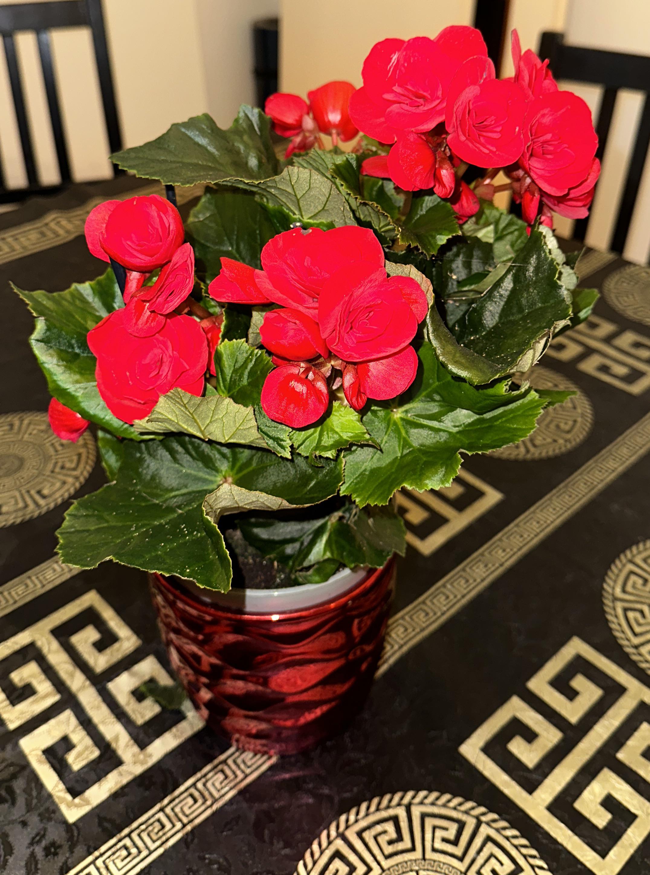 What is this plant called? r/whatsthisplant