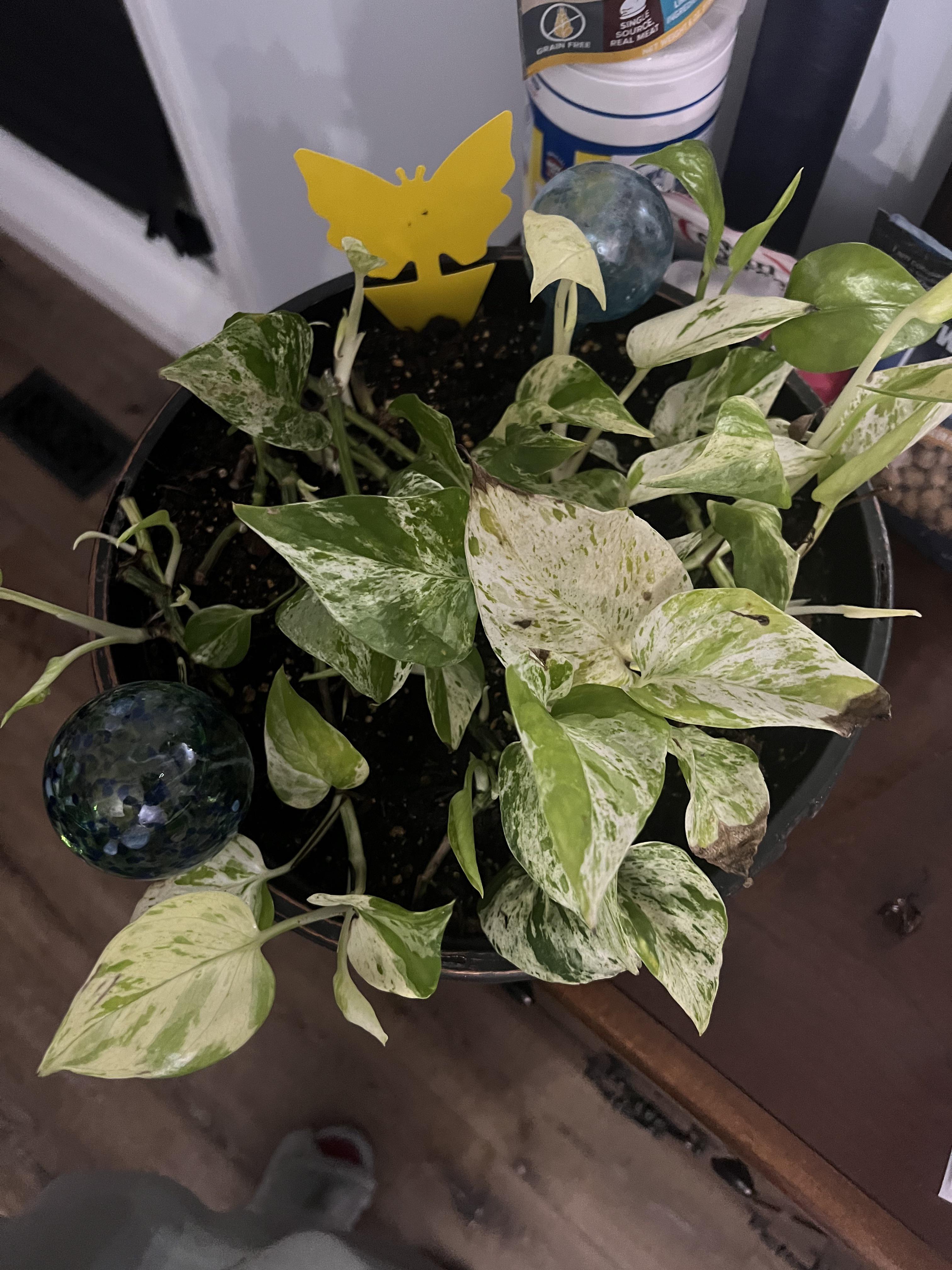 What’s the likely cause of these brown spots on my marble queen pothos
