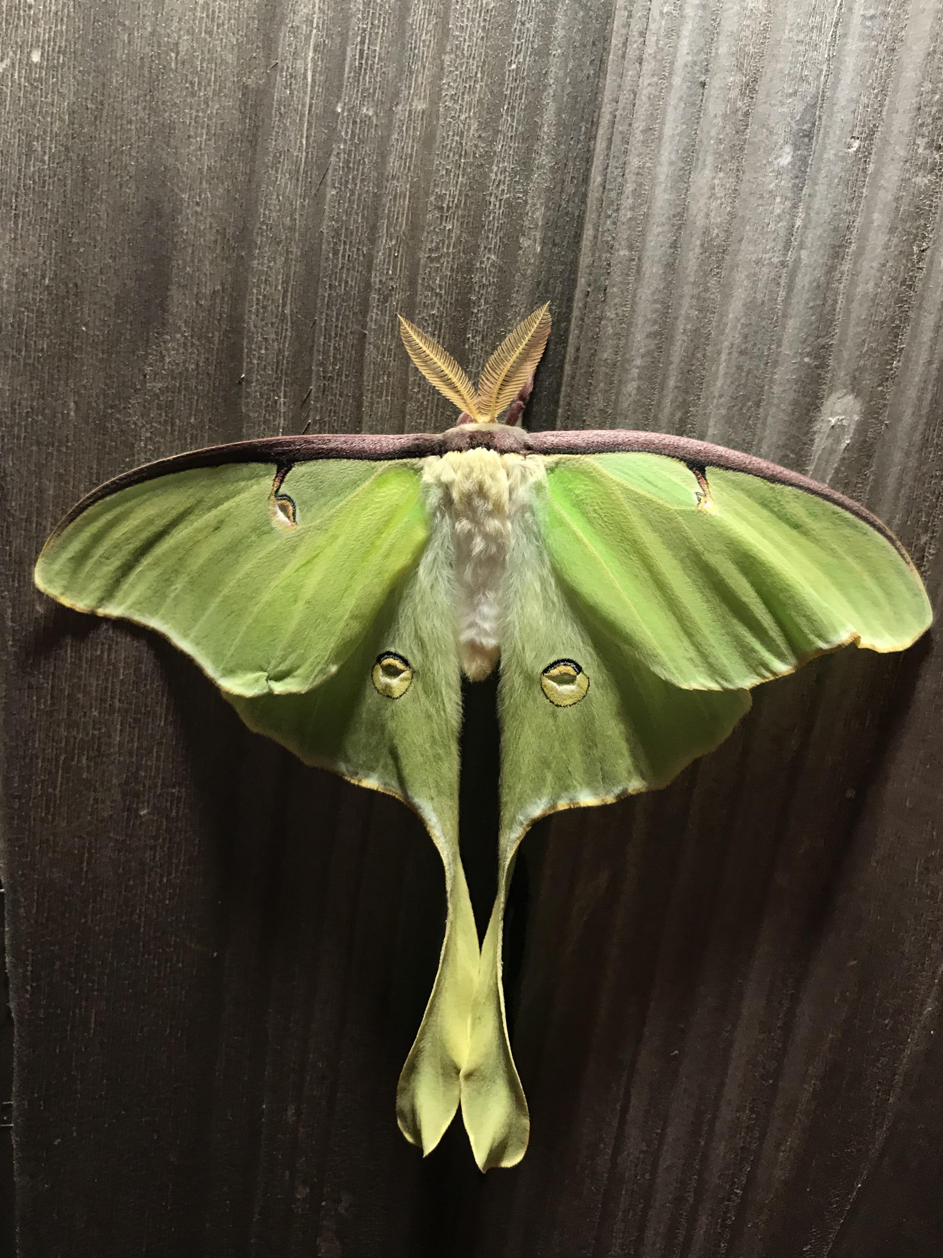 The moths in maine have been so great this year ) r/insects