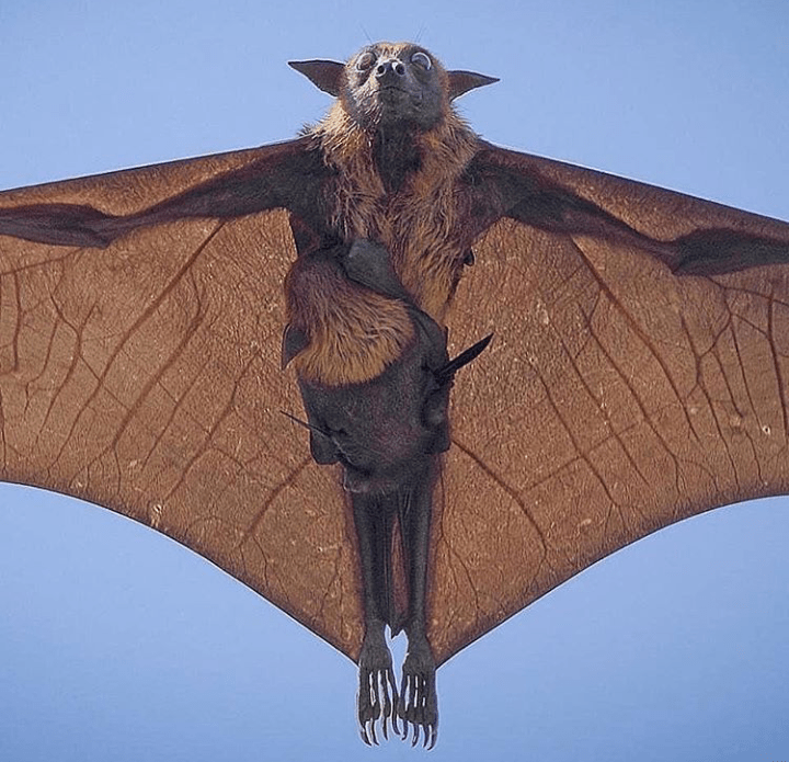 🔥 An Indian Flying Fox and its baby r/NatureIsFuckingLit