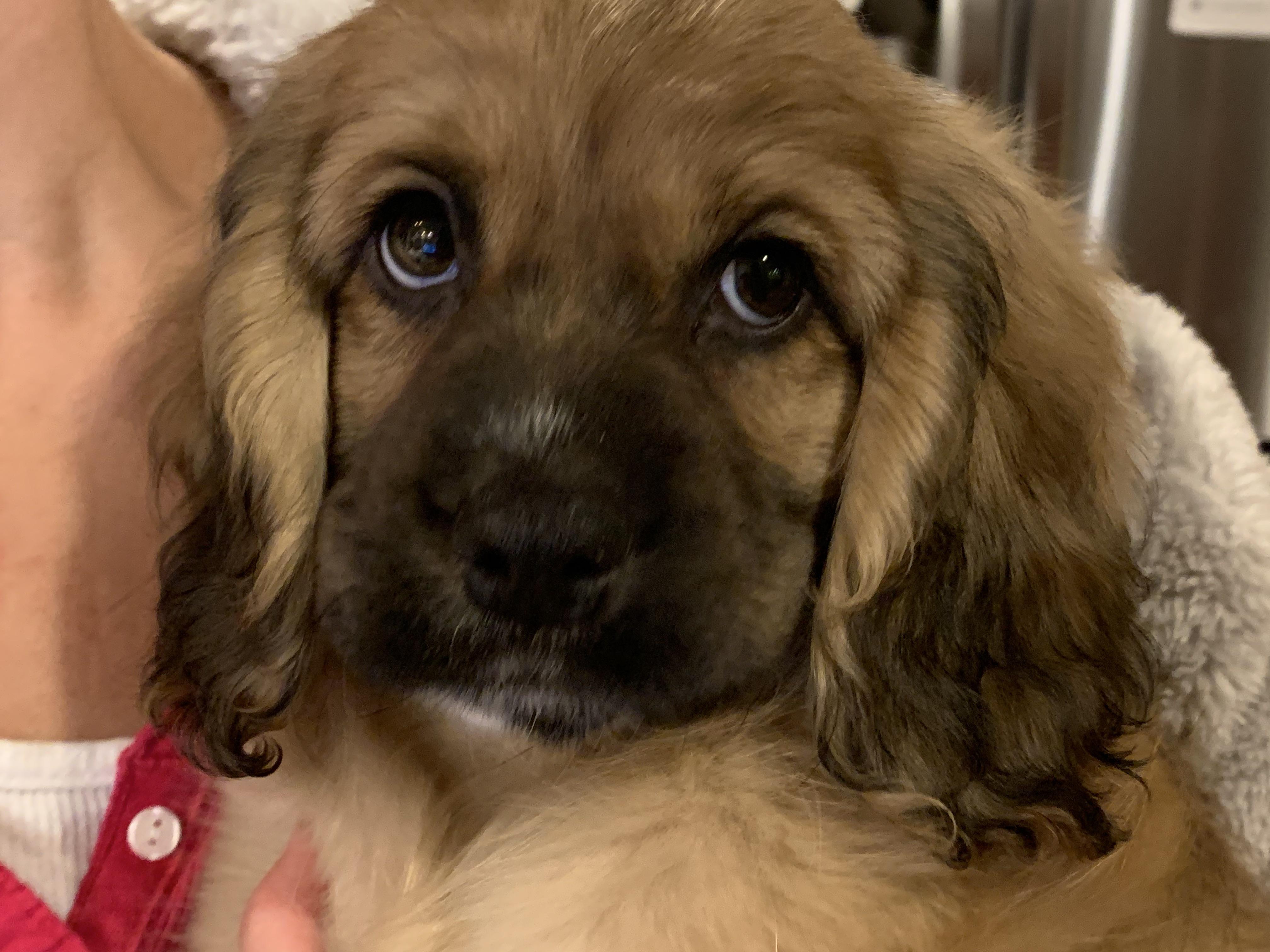 Can cocker spaniels runners? cockerspaniel