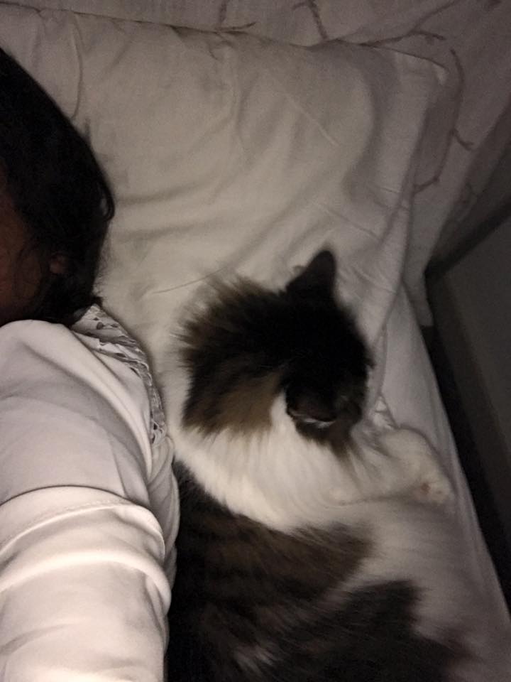 When your cat steals half of your pillow and you think it's cute P r/aww