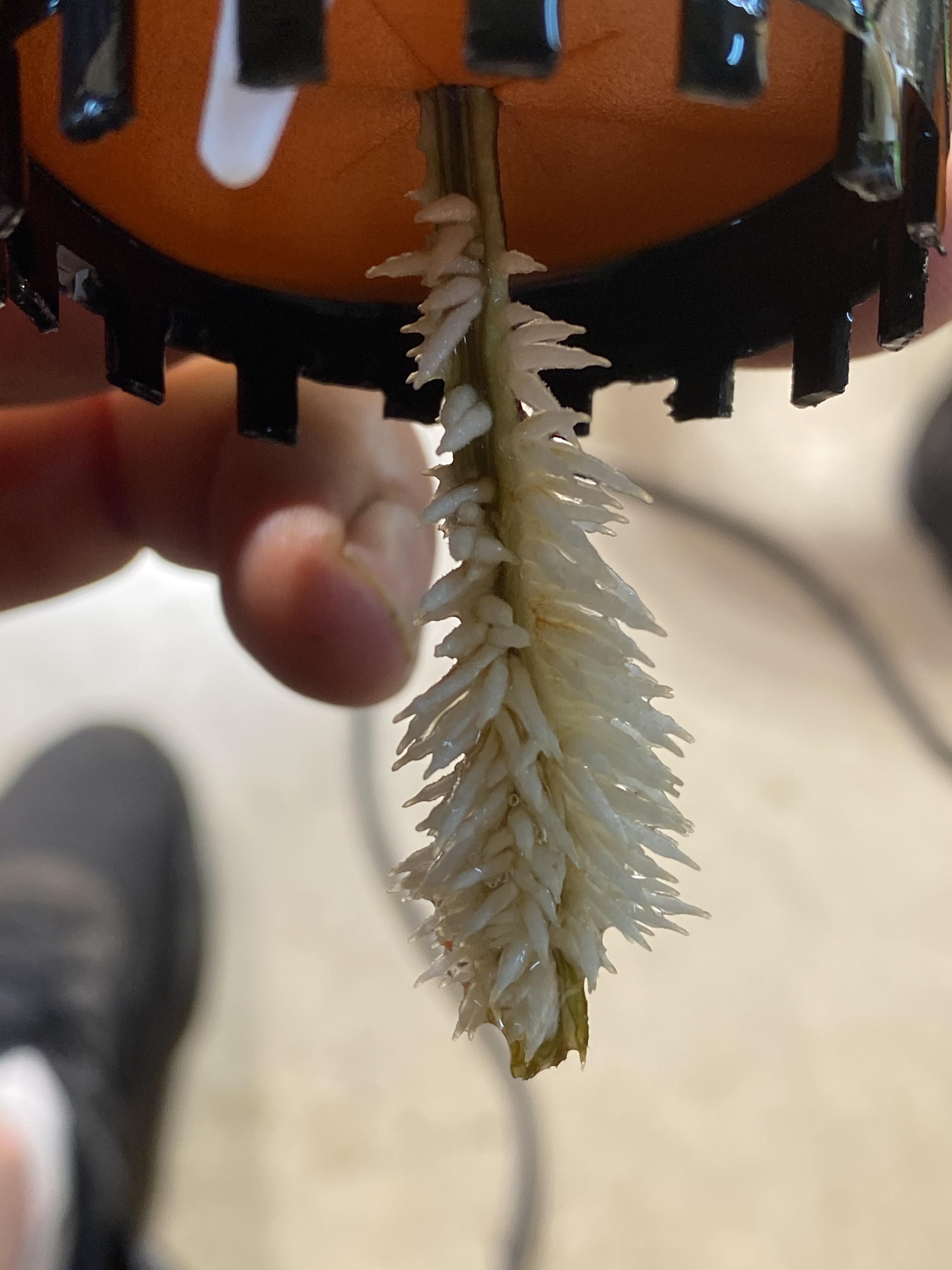 Pretty impressive roots from the diy cloning machine. r/microgrowery