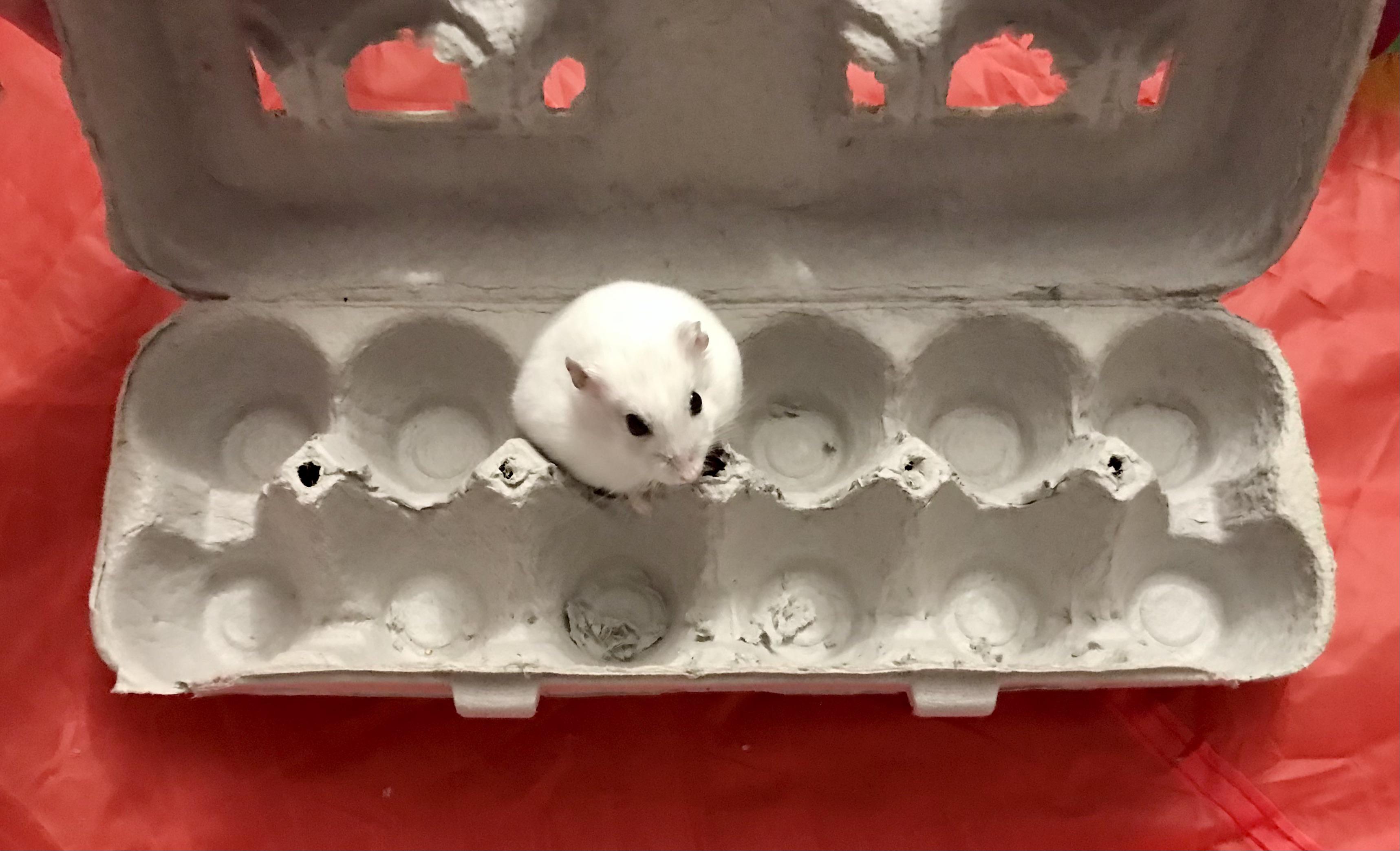 the grocery store thinks they can get away with selling me just ONE egg