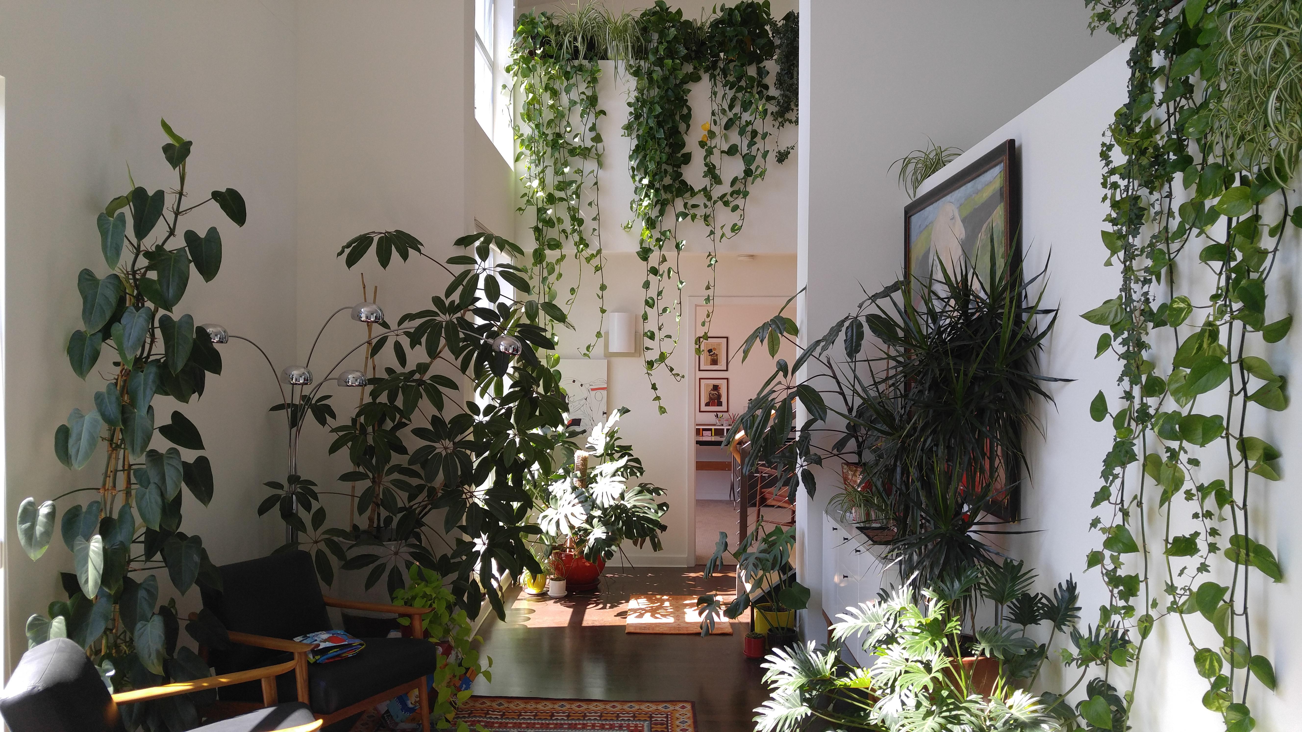 My indoor rainforest. Thank goodness for southern exposure. r/houseplants