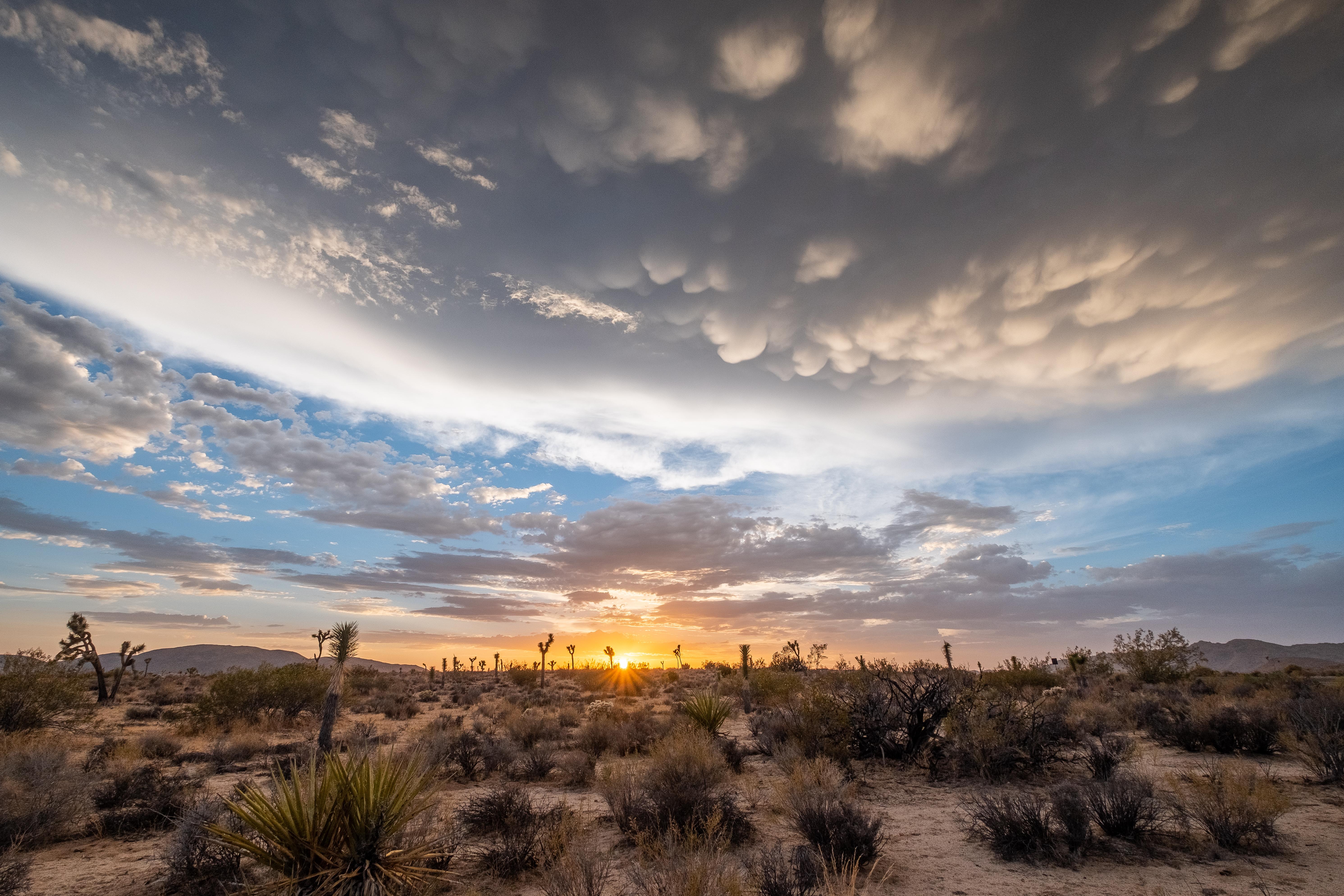 Epic Sunset at Joshua Tree National Park [OC] [5964x3976