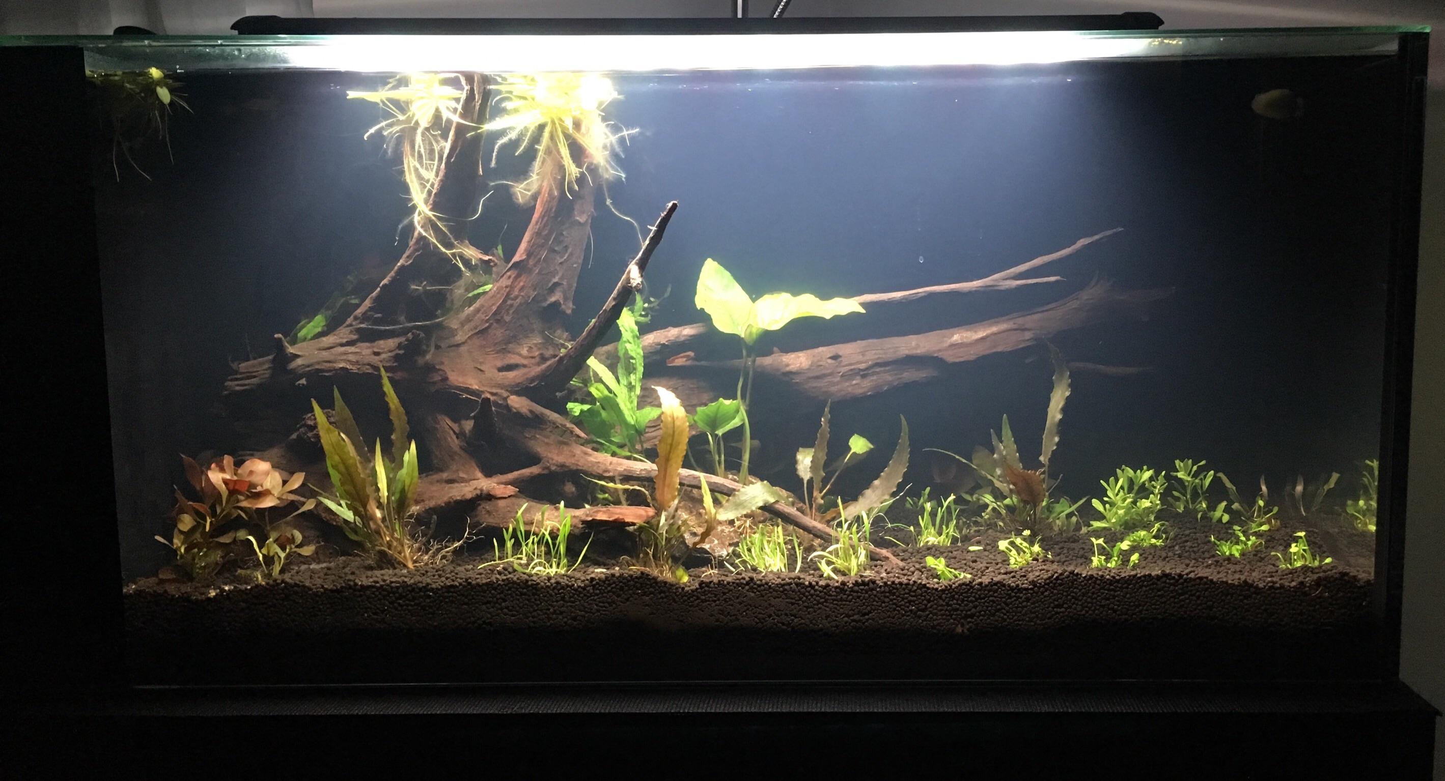 24 hours into my new Innovative Marine 20 gallon low tech planted